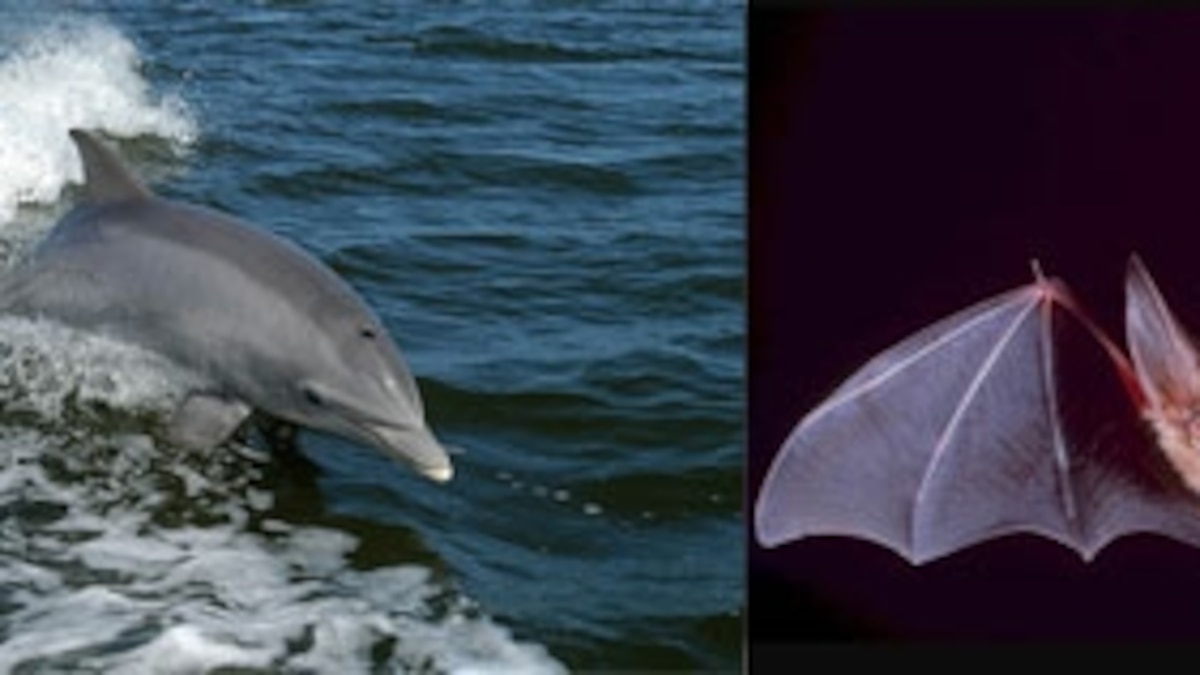 Echolocation in bats and whales based on same changes to same gene