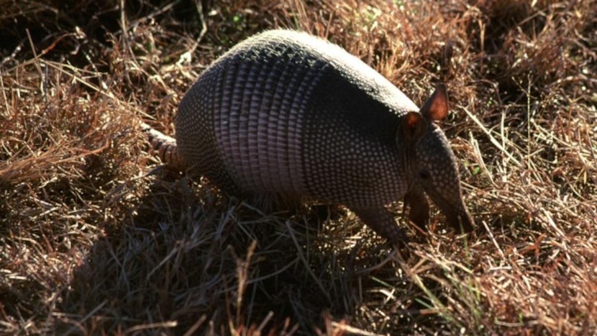 A Tight Fit — Evolution and the Armadillo’s Shell