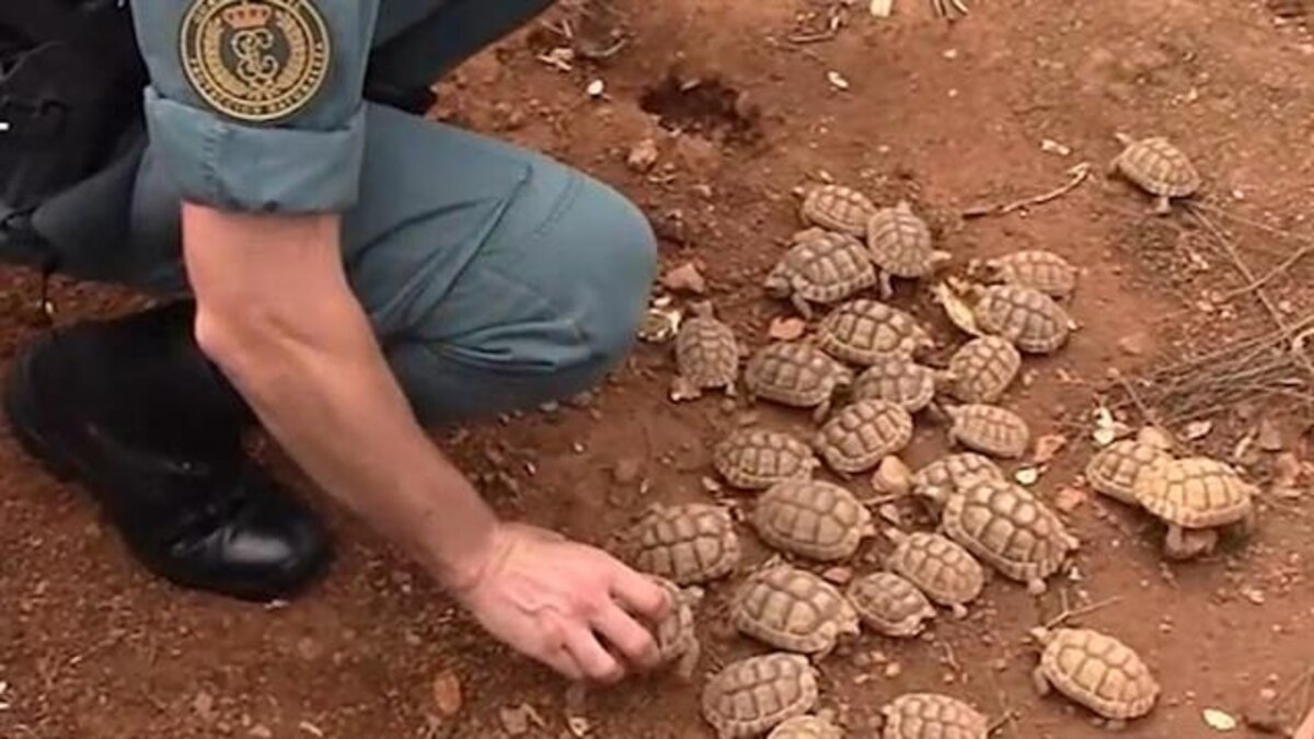 Police Raid What May Be Europe's Biggest Illegal Turtle Farm