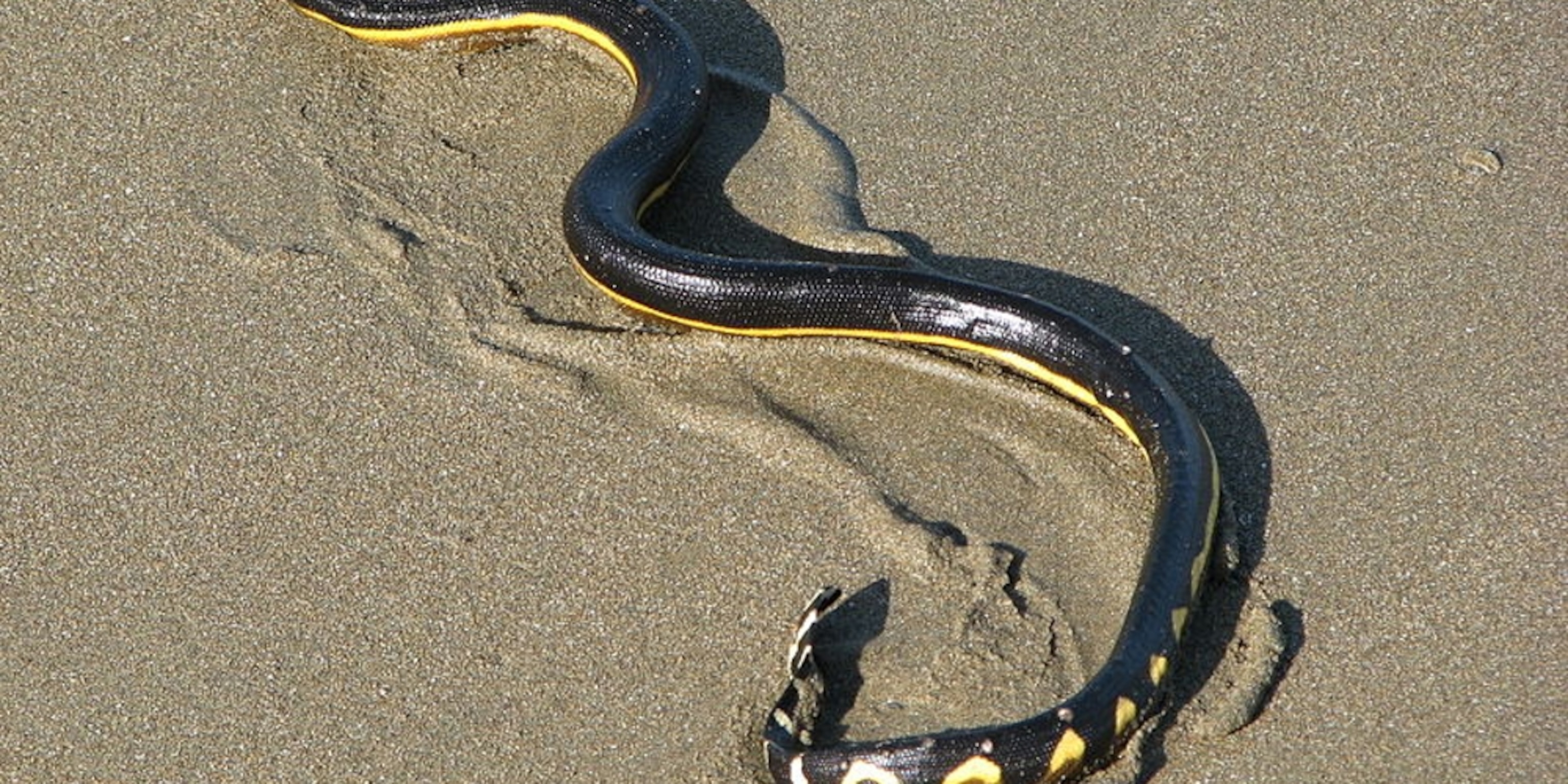 the-sad-tale-of-the-thirsty-dehydrated-sea-snake
