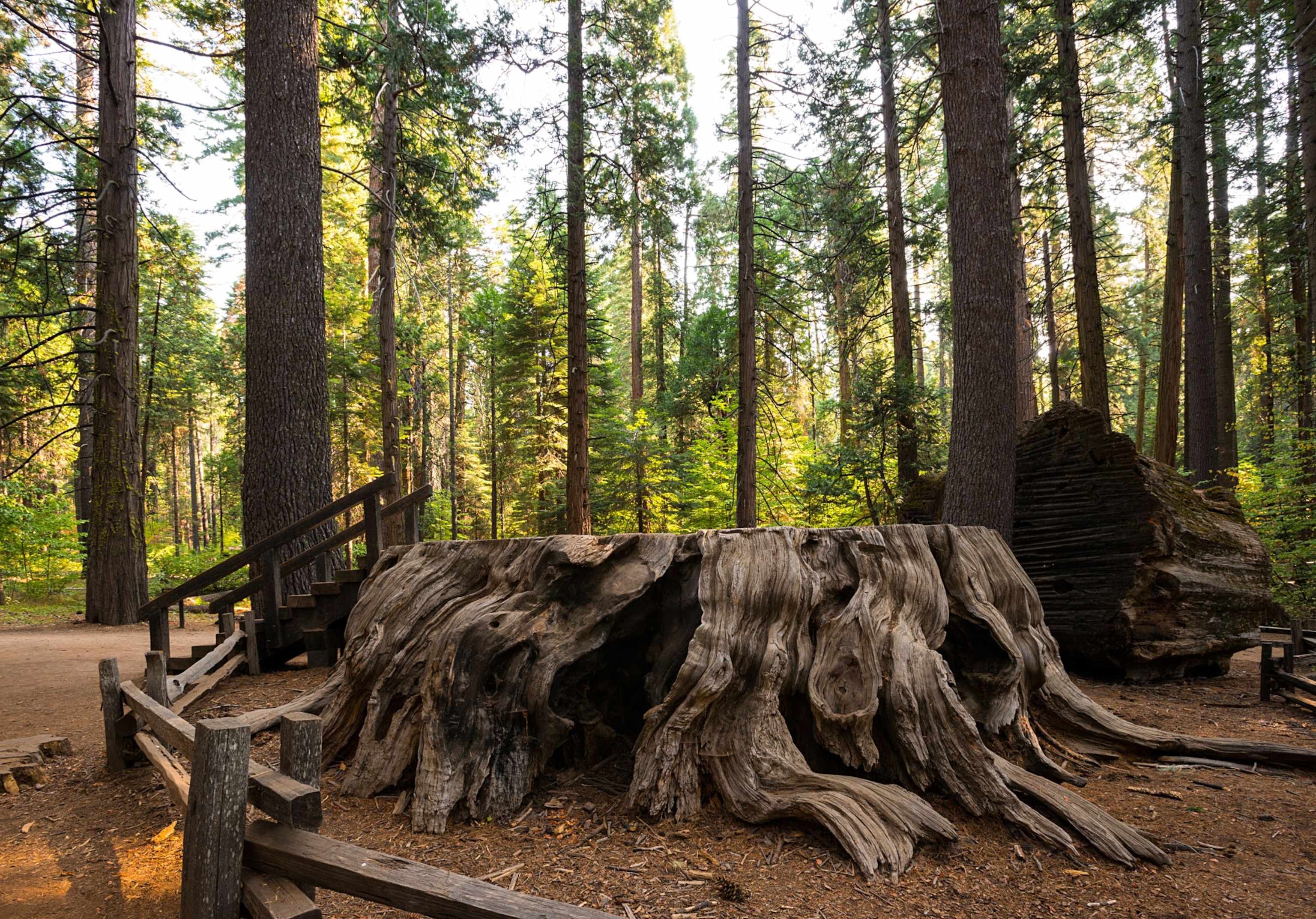 the stump of a sequoia tree in California