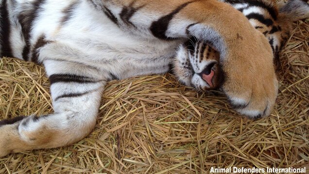 Abused Circus Tiger Gets Fairy Tale Ending