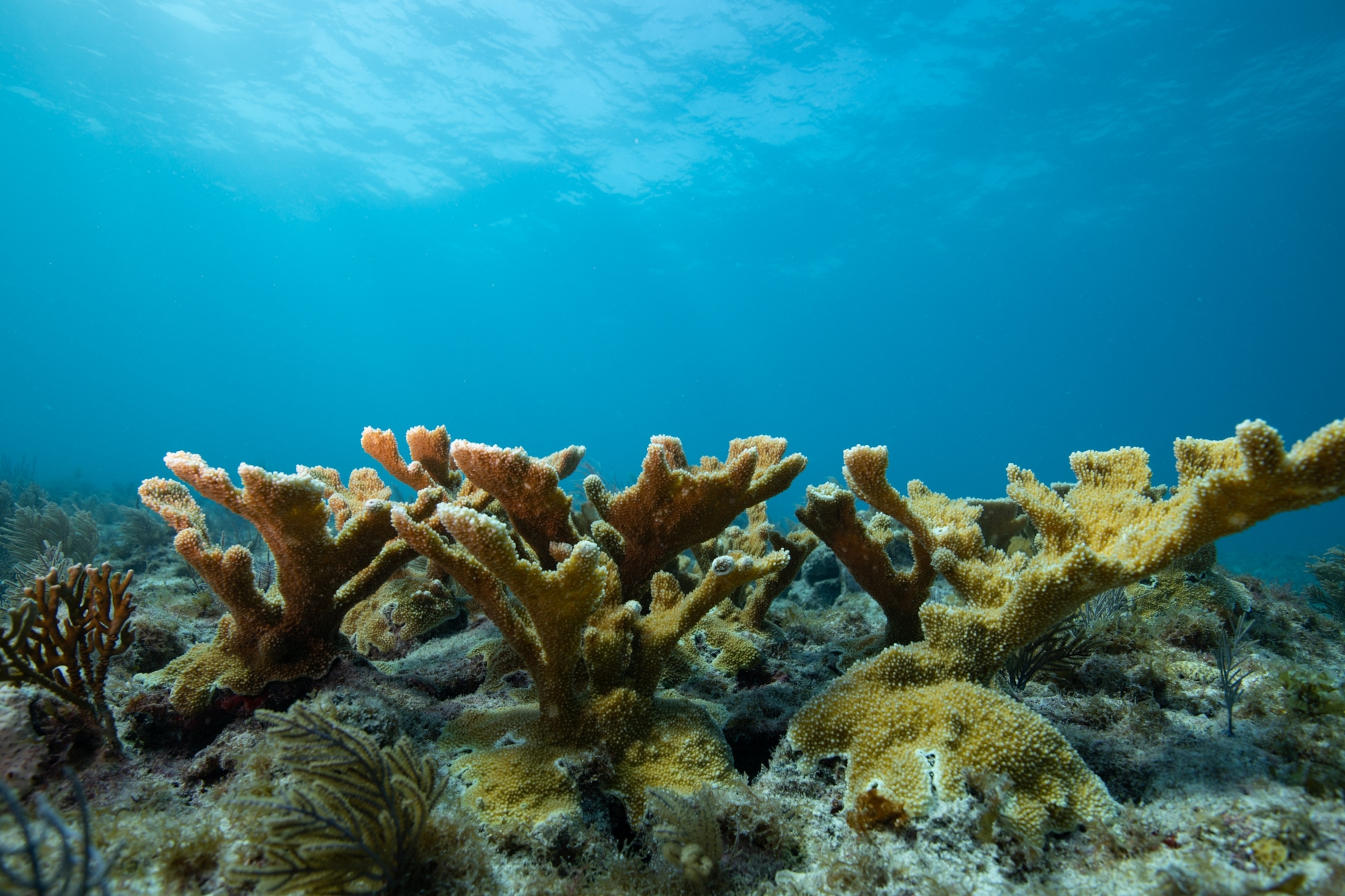 fan-shaped coral under water