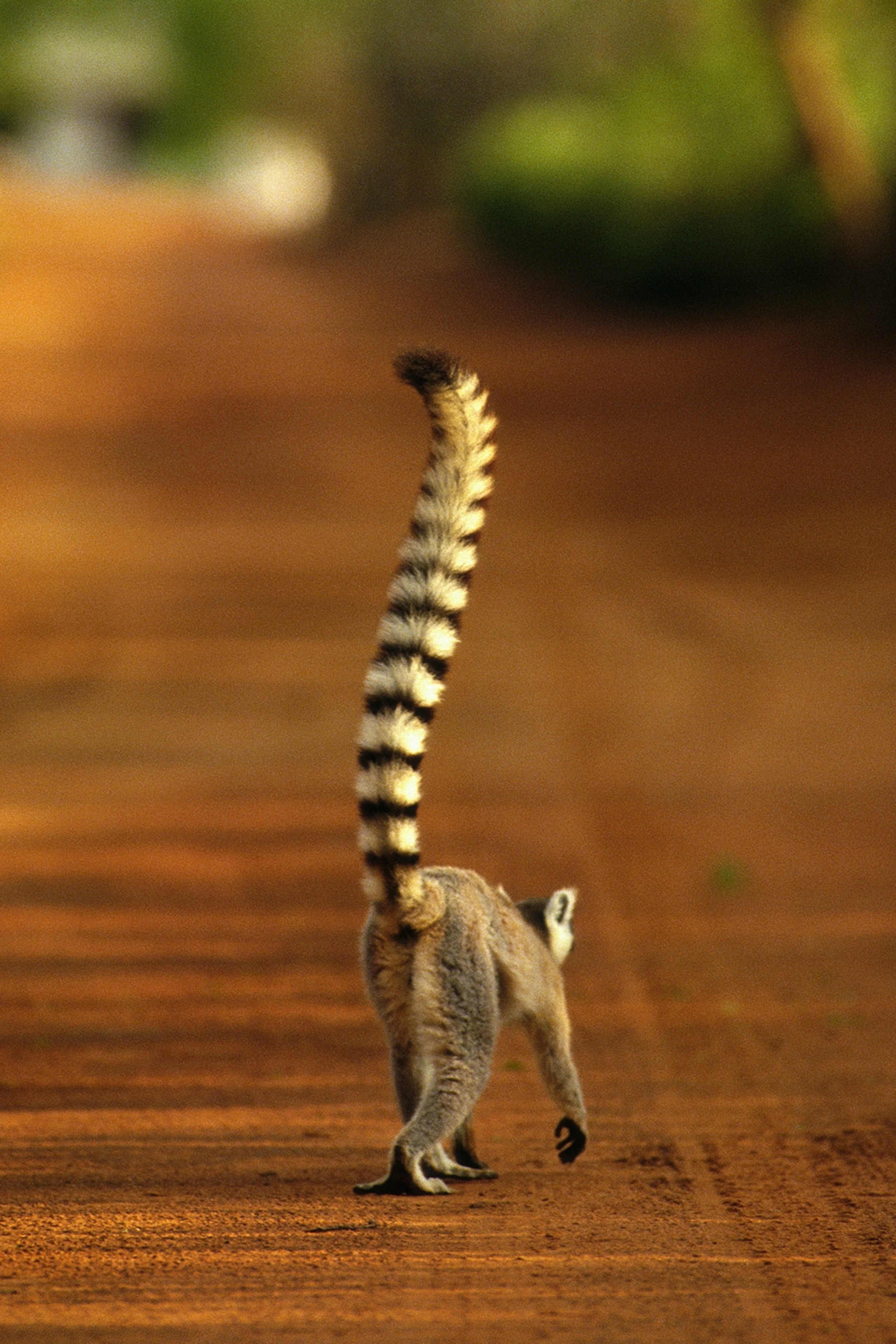 A ring-tailed lemur walking down a sandy path in Madagascar.