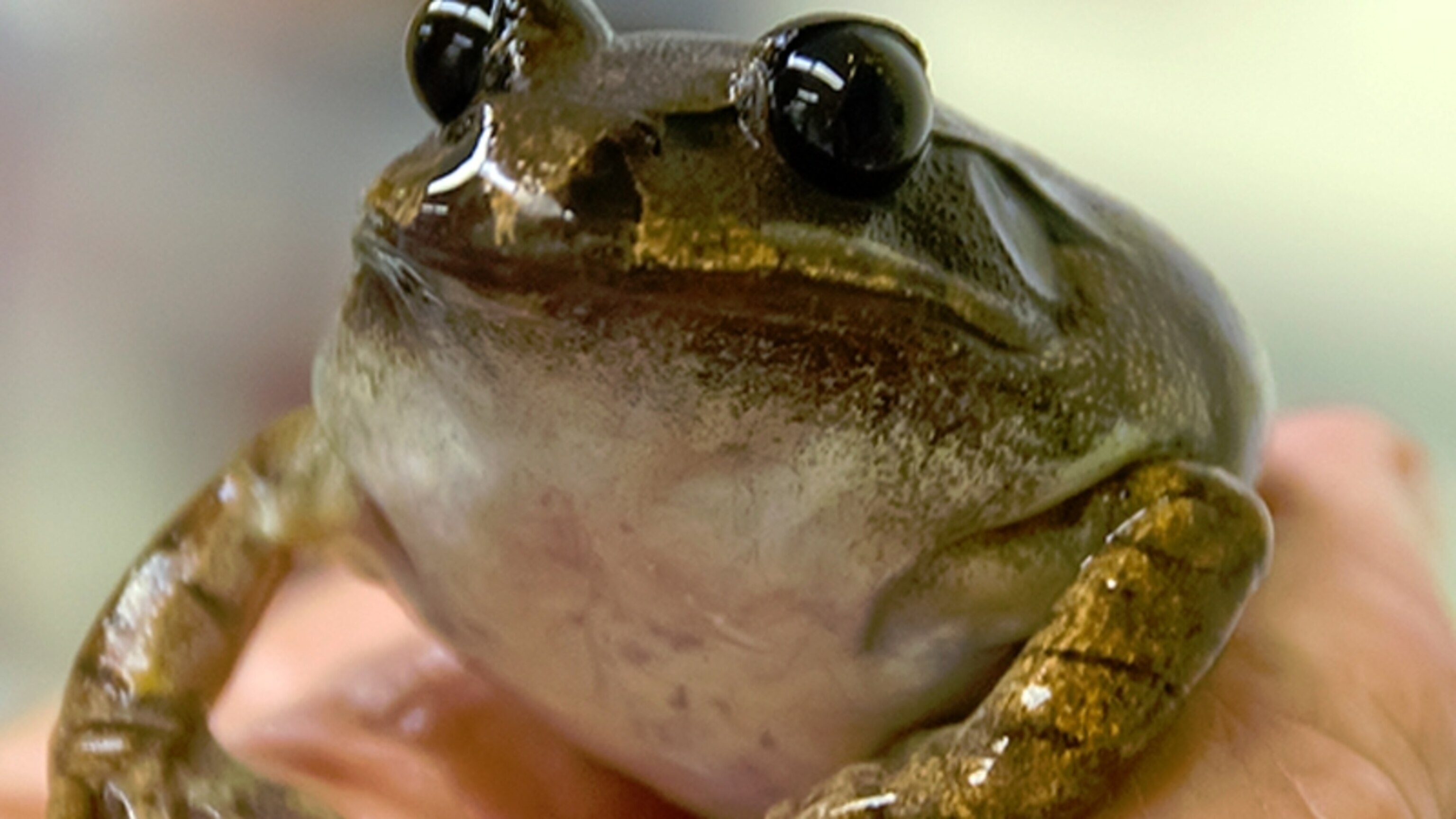 Resurrecting The Extinct Frog With A Stomach For A Womb