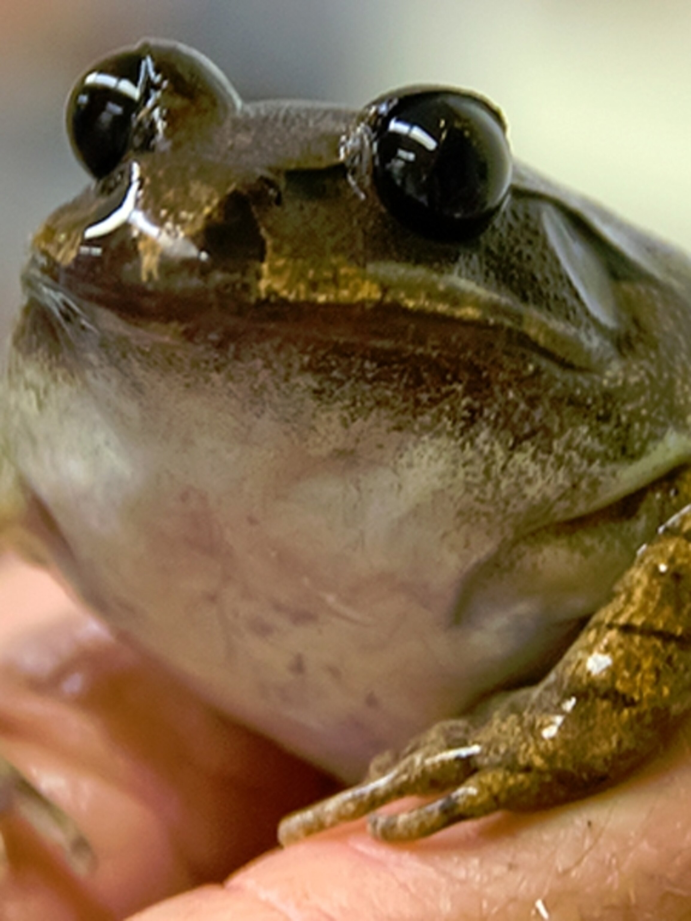 Resurrecting The Extinct Frog With A Stomach For A Womb