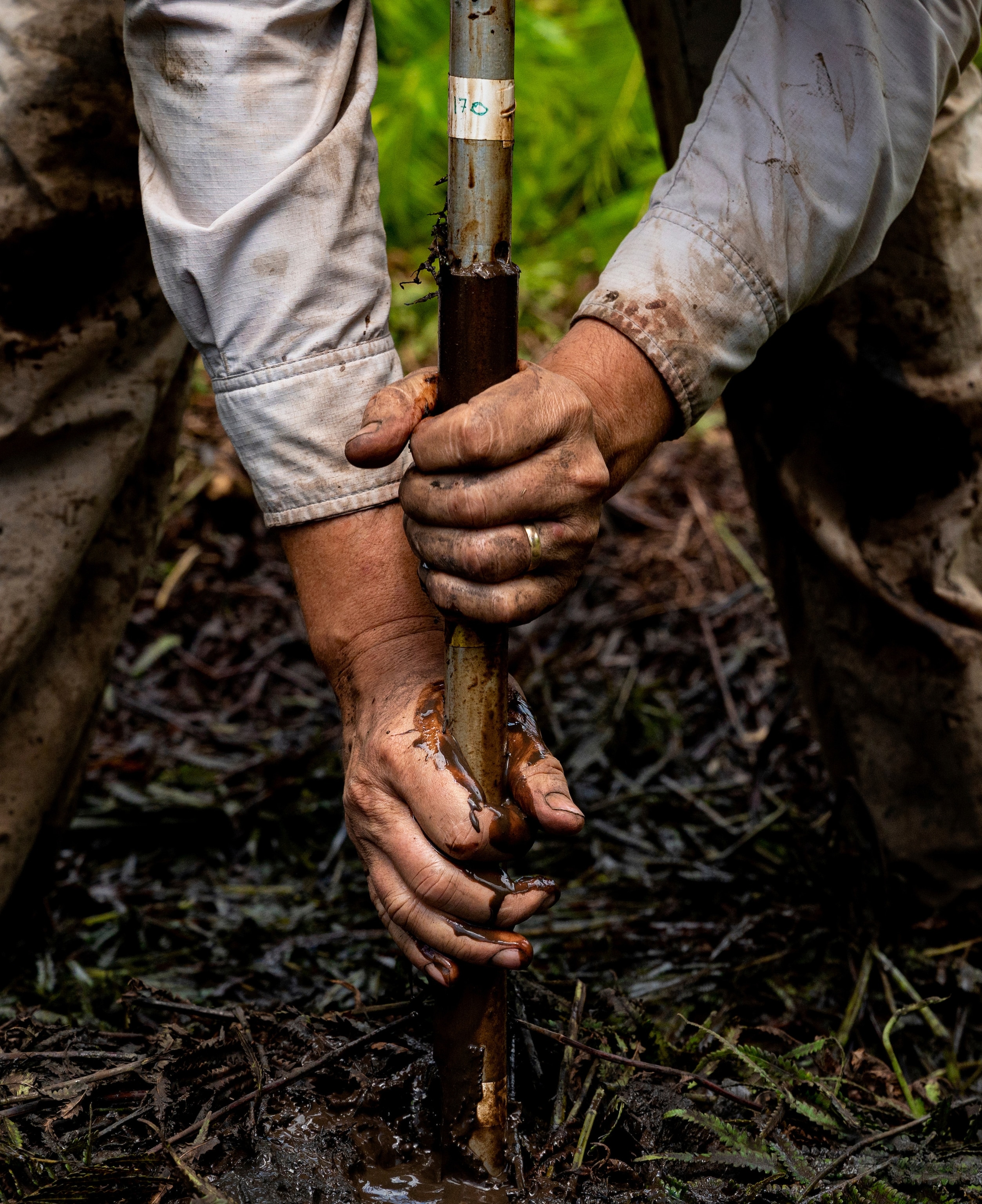 Tight photo of a person pulling mud out of the ground in a core sample.