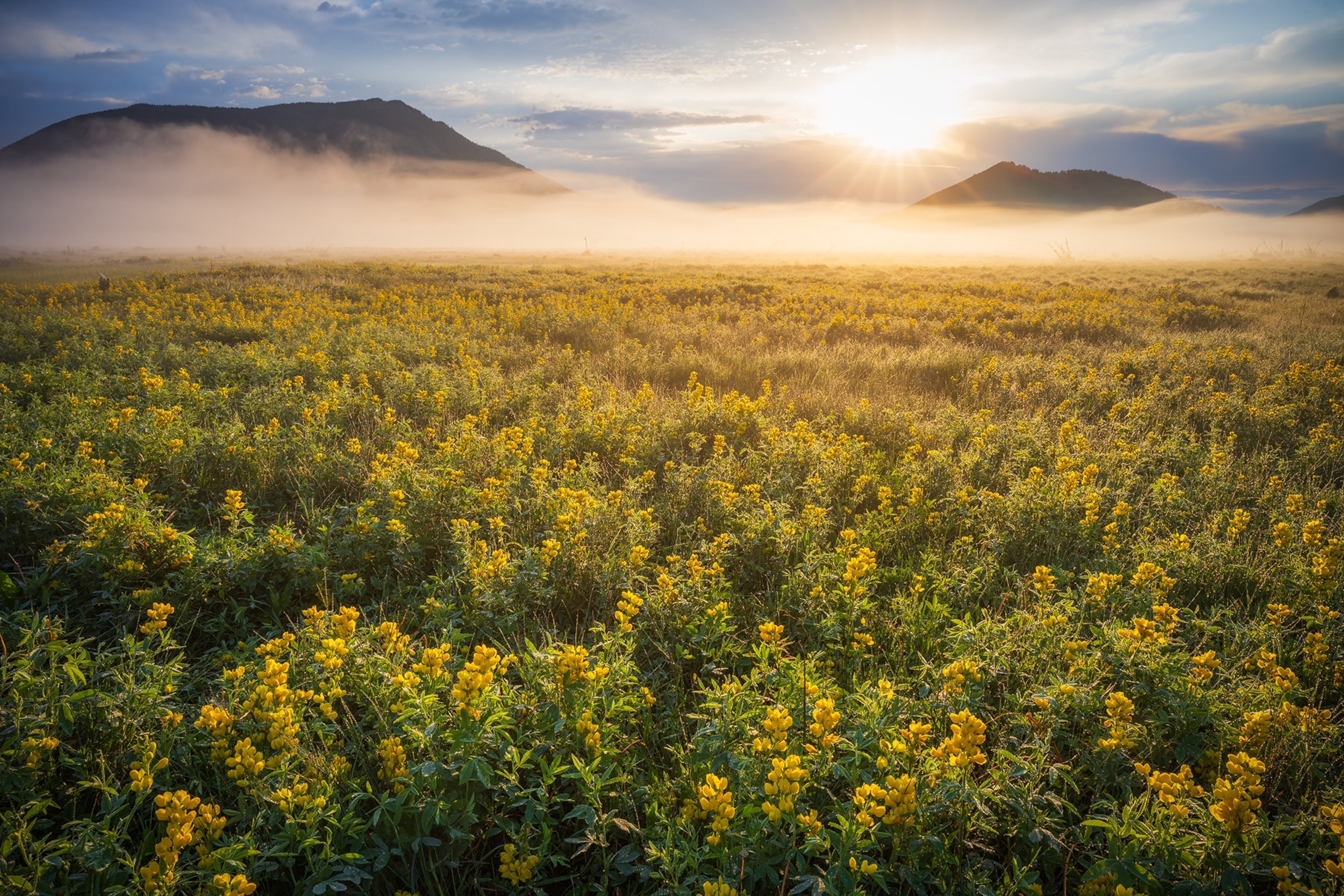 Sunrise from Moraine Park. Golden Banner wildflowers fill the meadow as fog sifts through the spring landscape on the east side of Rocky.