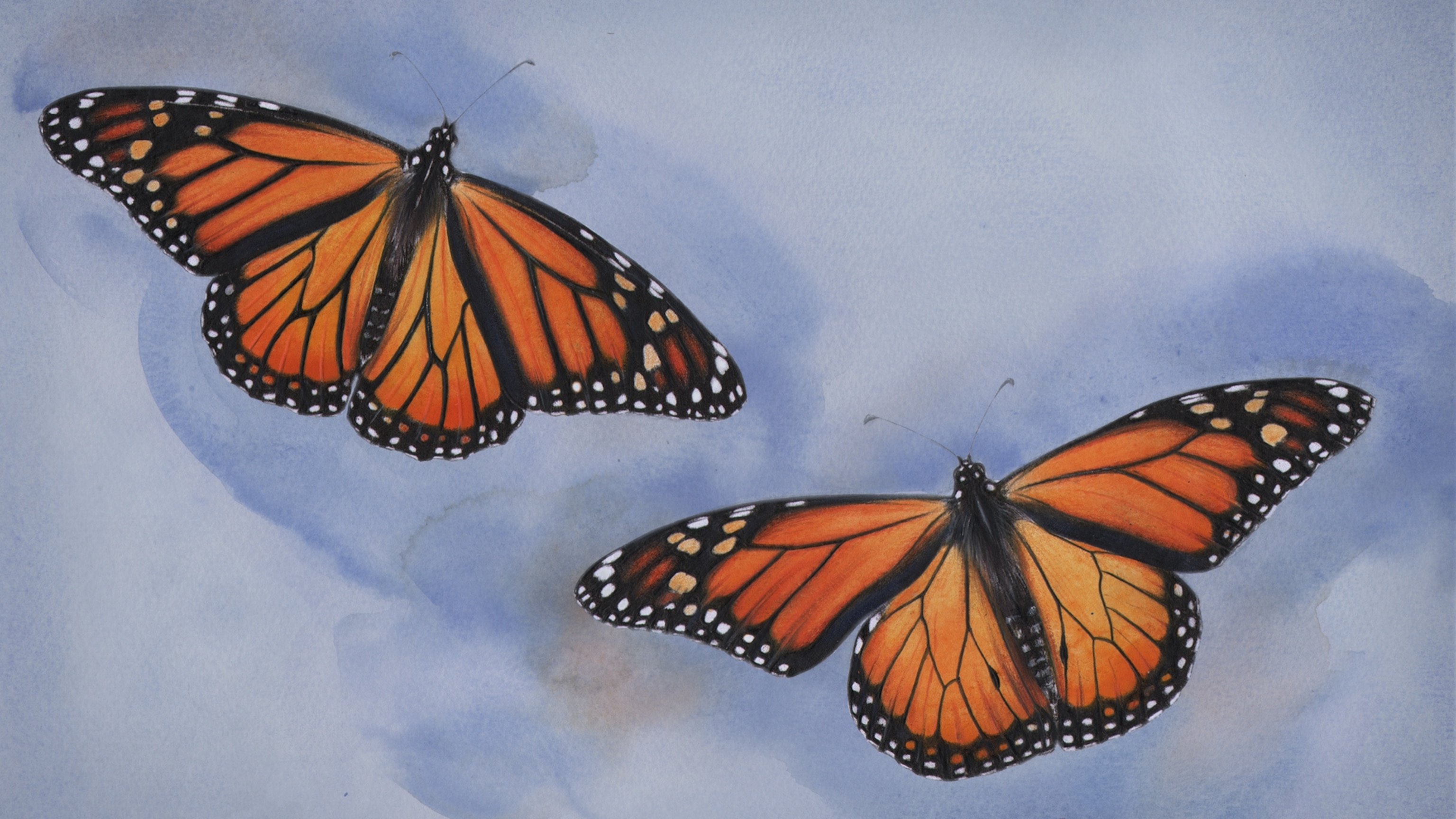 Monarchs are actually toxic—and 5 other ways the butterflies unsettle and amaze us