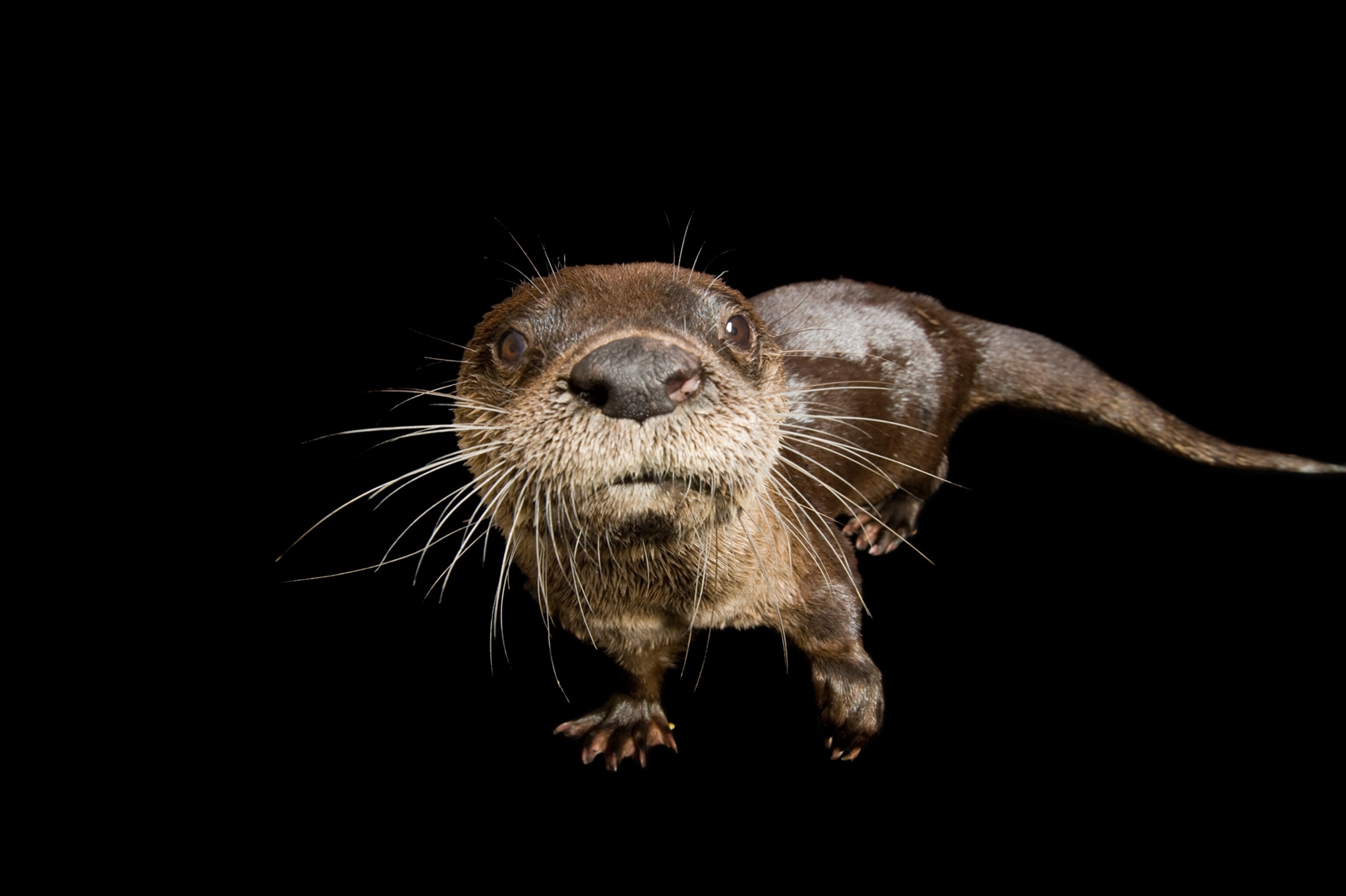 a river otter taken in Lincoln, Nebraska