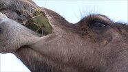 Do Camels Eat Cactus 85