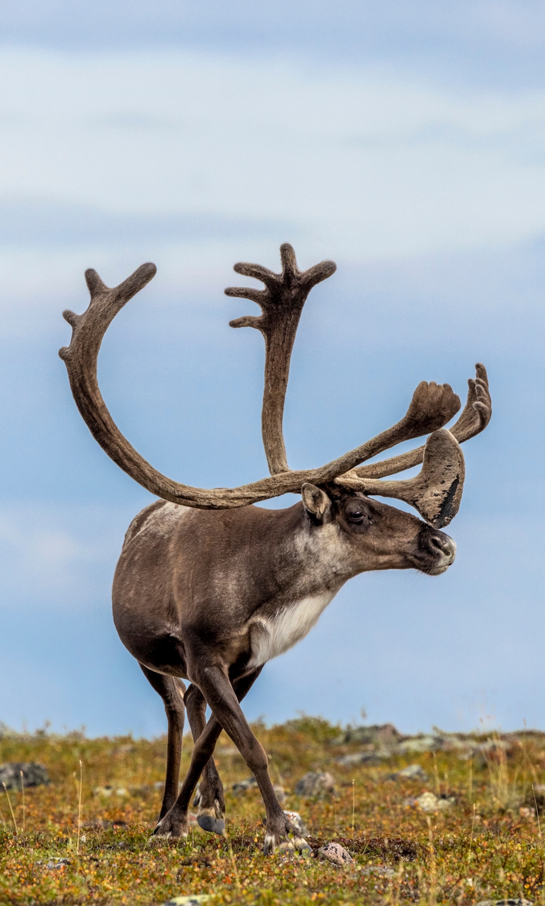 Where are all the caribou?