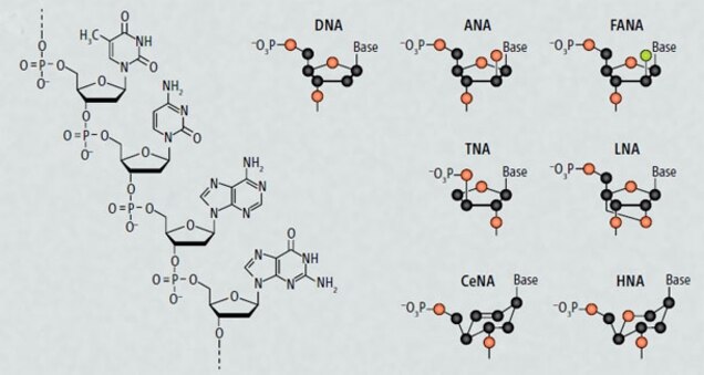 Synthetic XNA molecules can evolve and store genetic information, just like  DNA