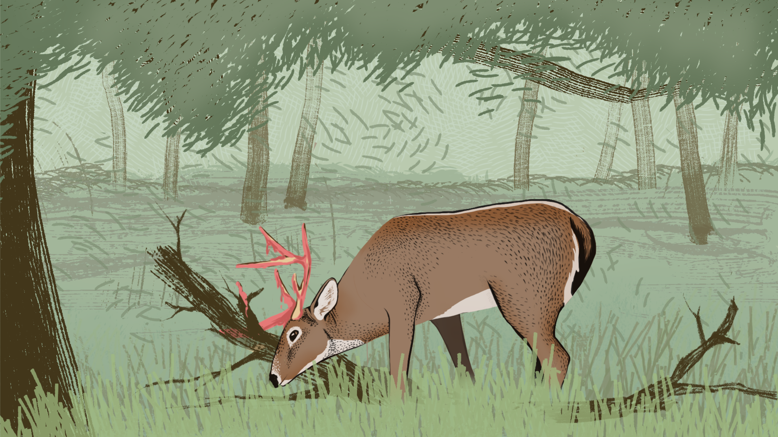 Why do deer shed their antlers?