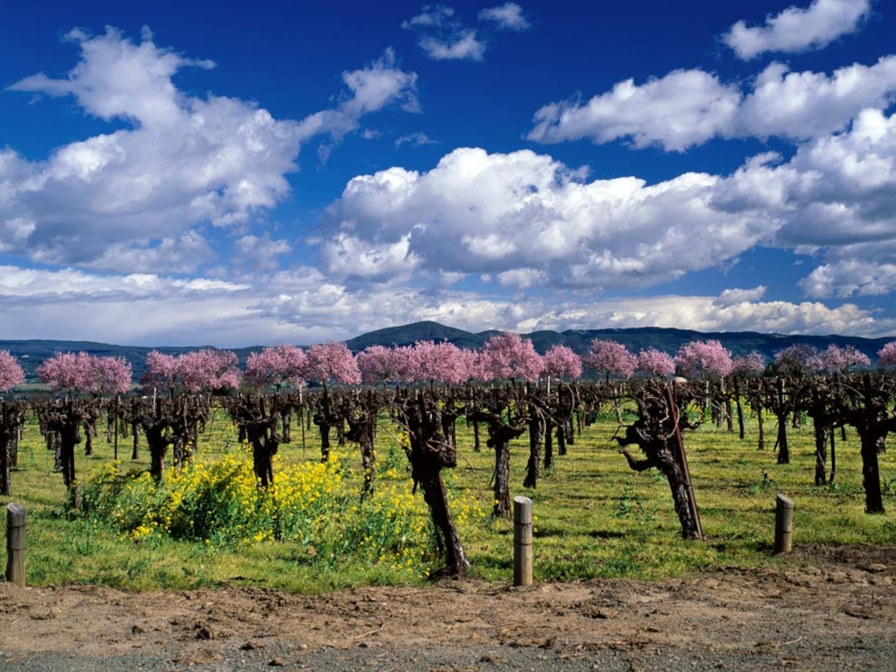 Vineyard under cloud-studded blue sky