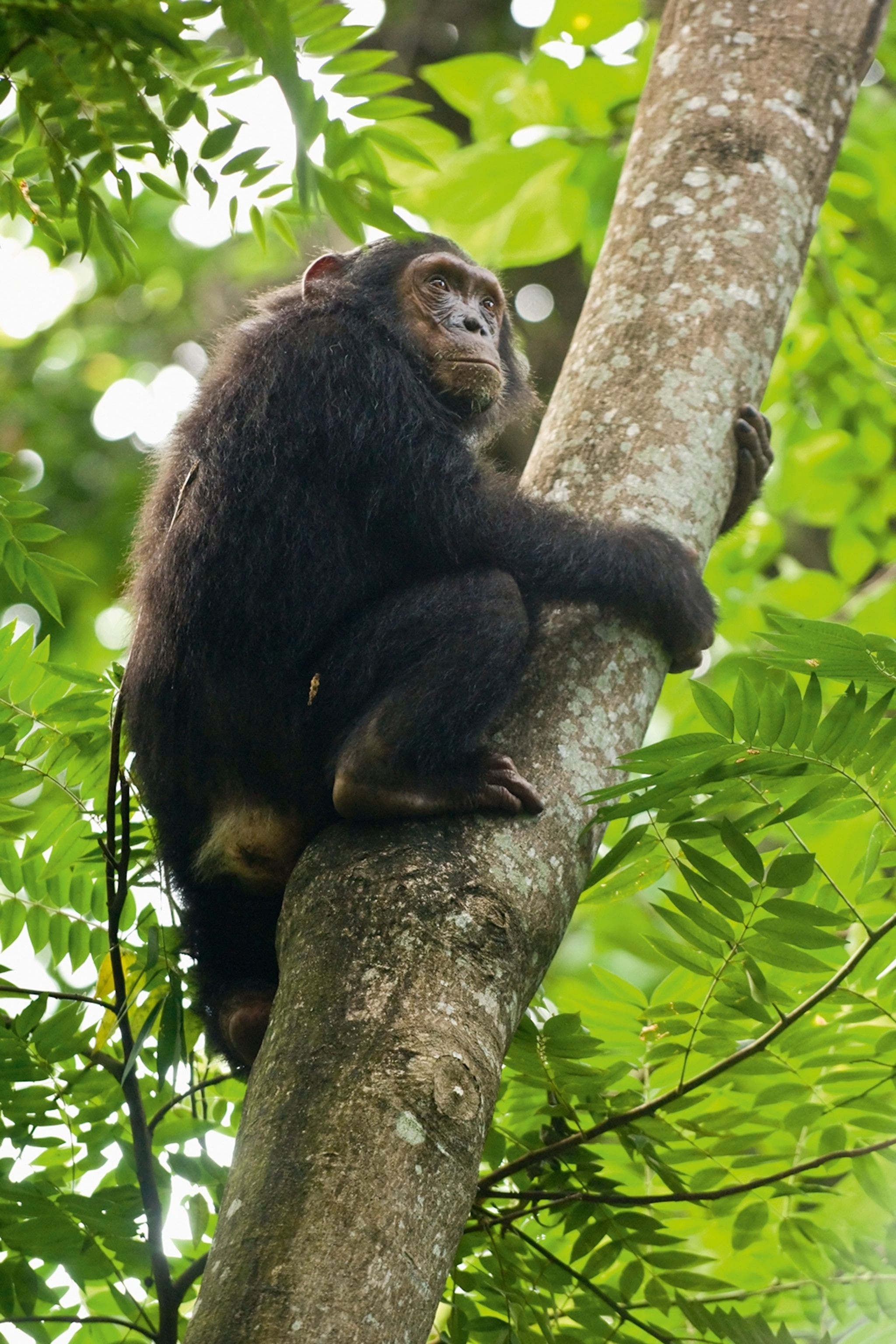 An intimate close-up of a chimpanzee sitting on a branch high up in a tree.