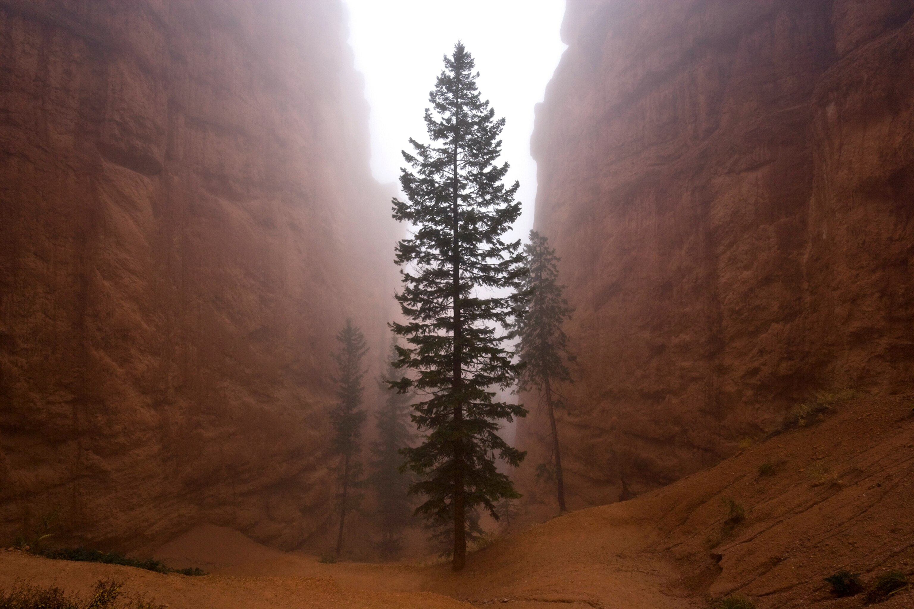 tree in mist, Bryce Canyon National Park, Utah