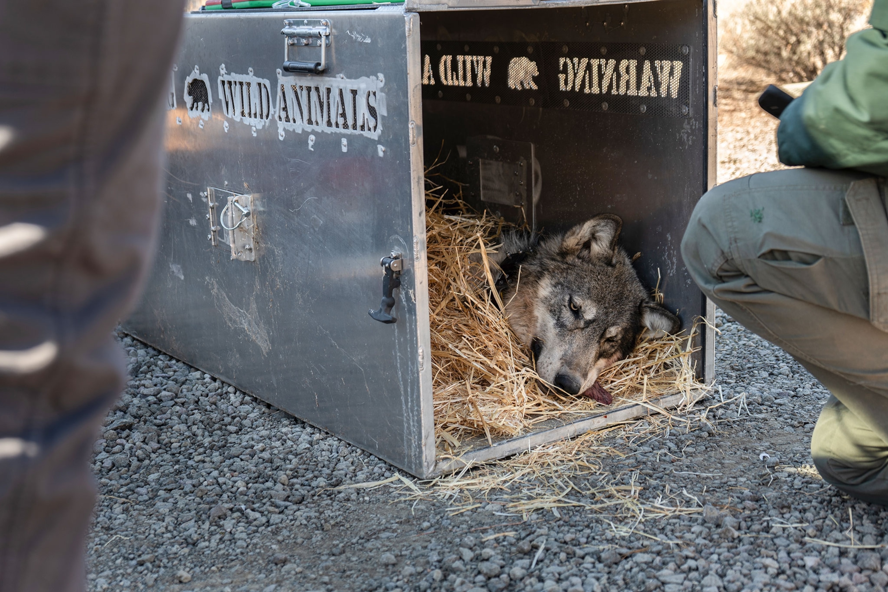 A tired wolf lays down in a box with a collar around its neck.