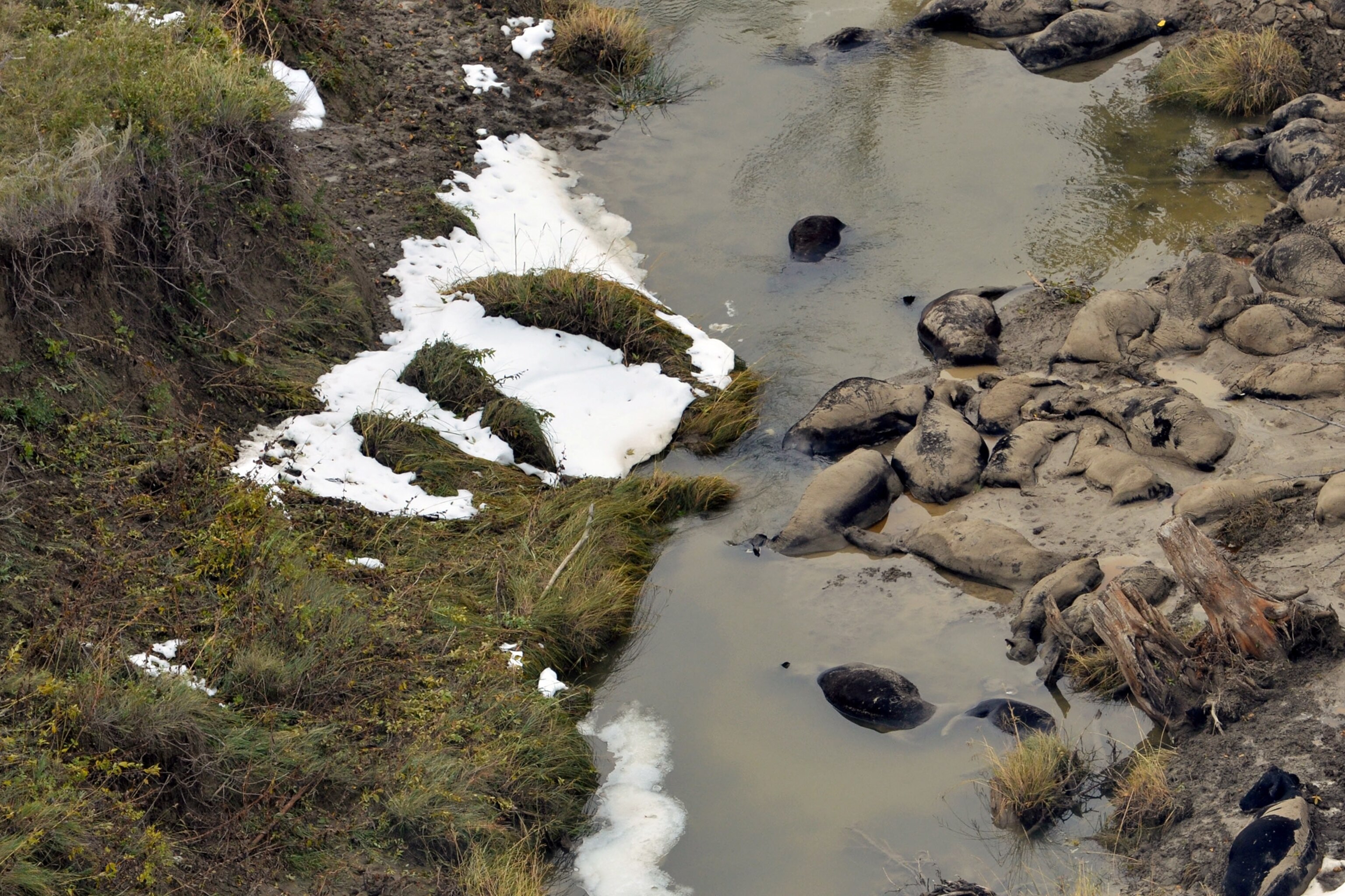 Dead cattle in a South Dakota creek.