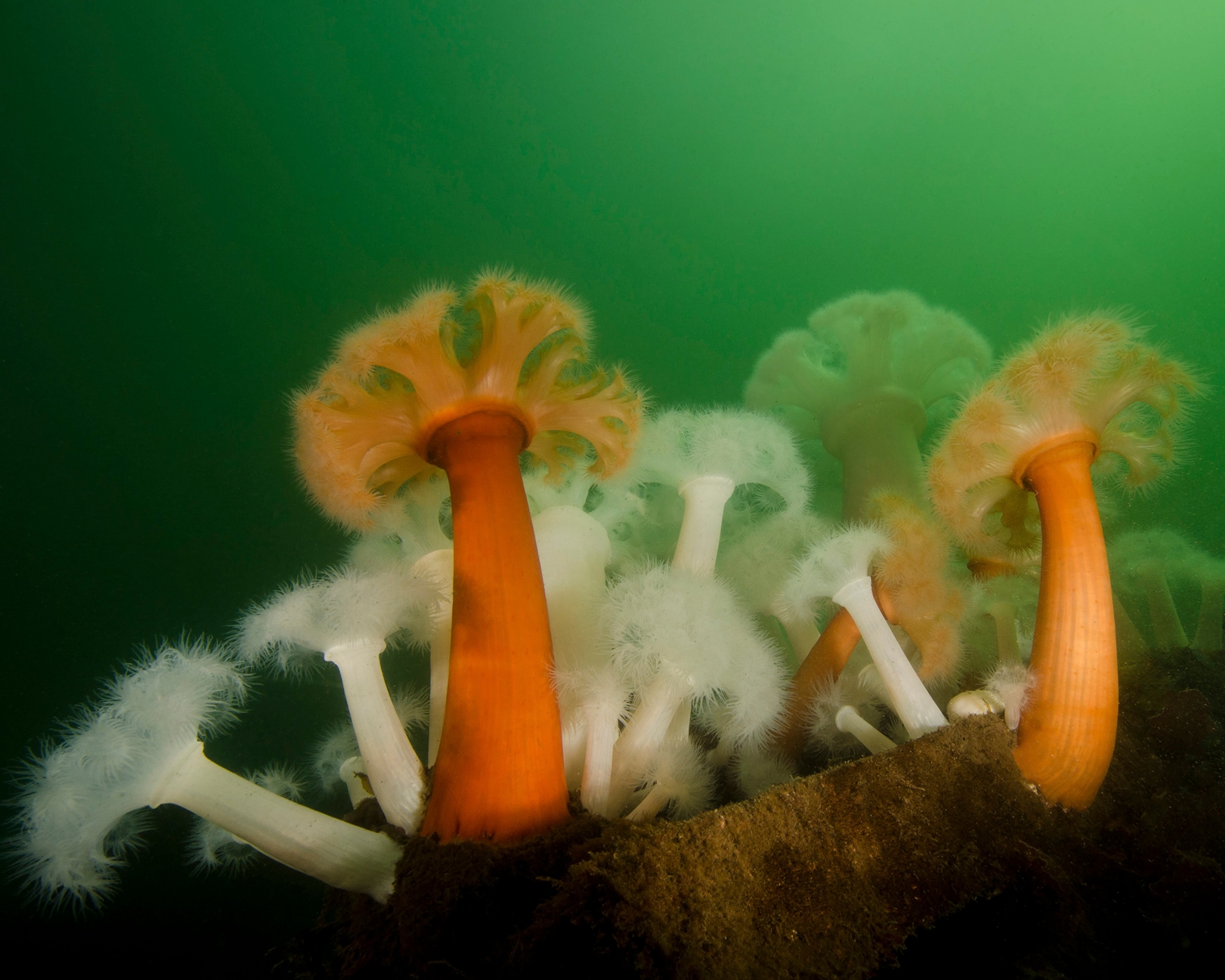 Plumose anemone in Puget Sound in Seattle, Washington.