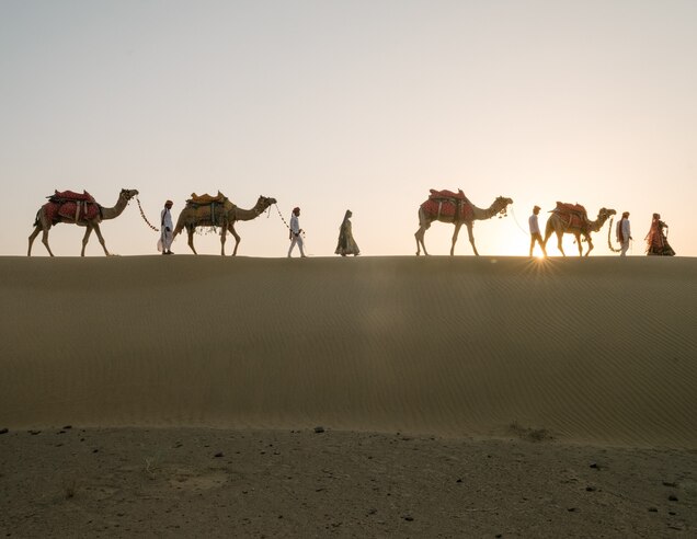 Camels Are Disappearing In India Threatening A Centuries Old Nomadic Culture