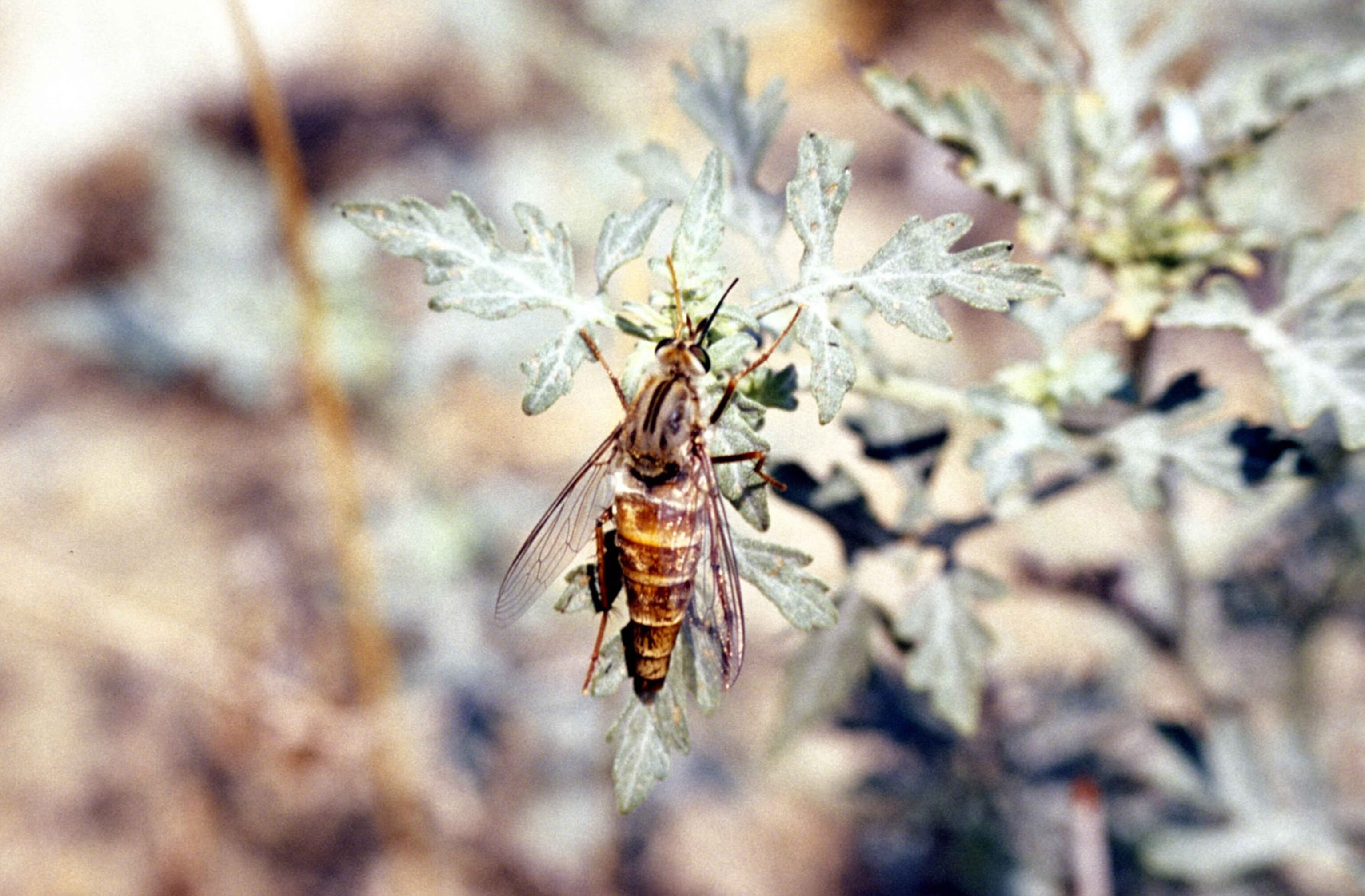 Delhi sands flower loving fly
