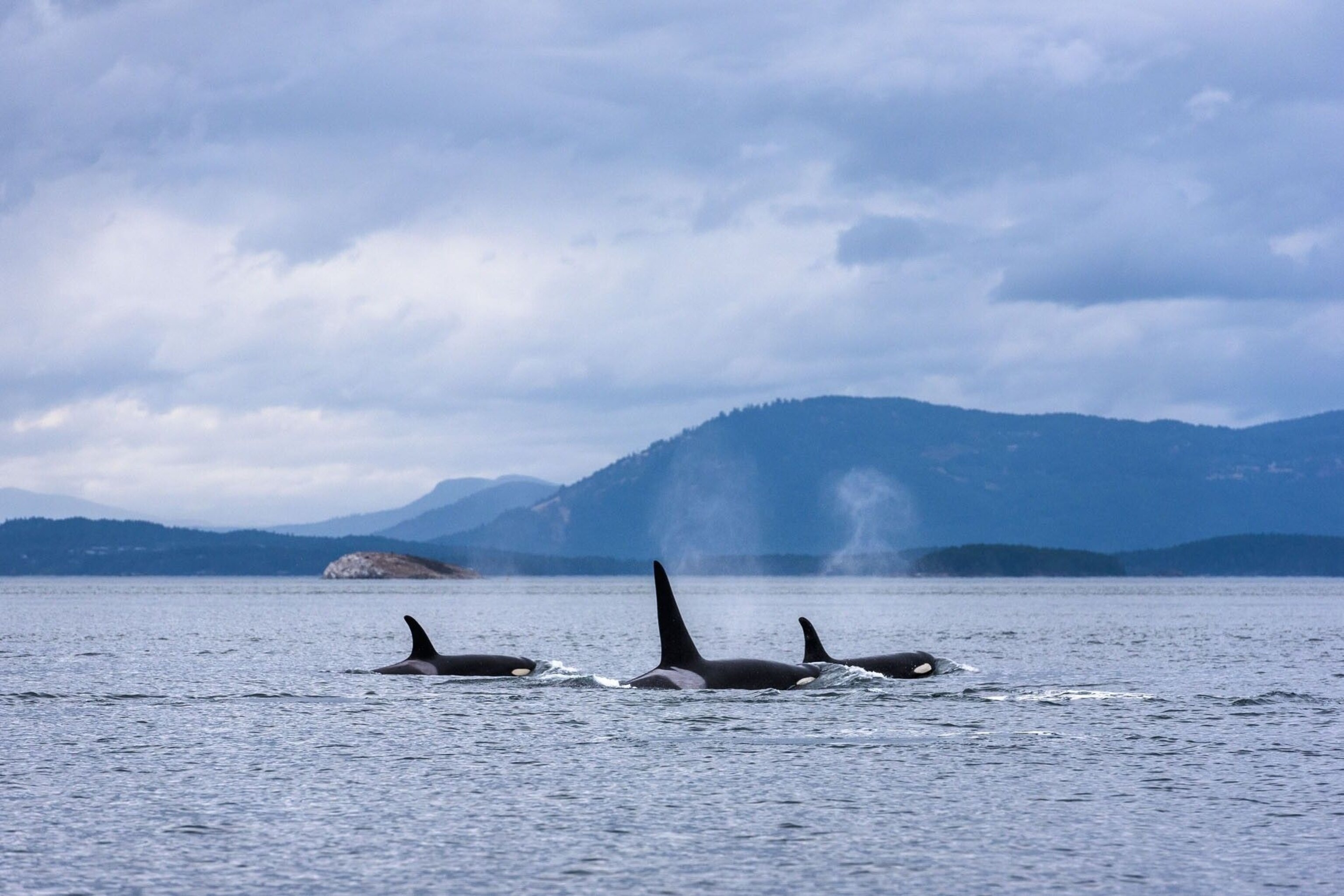Orcas at the fish-rich waters of British Columbia's coastline