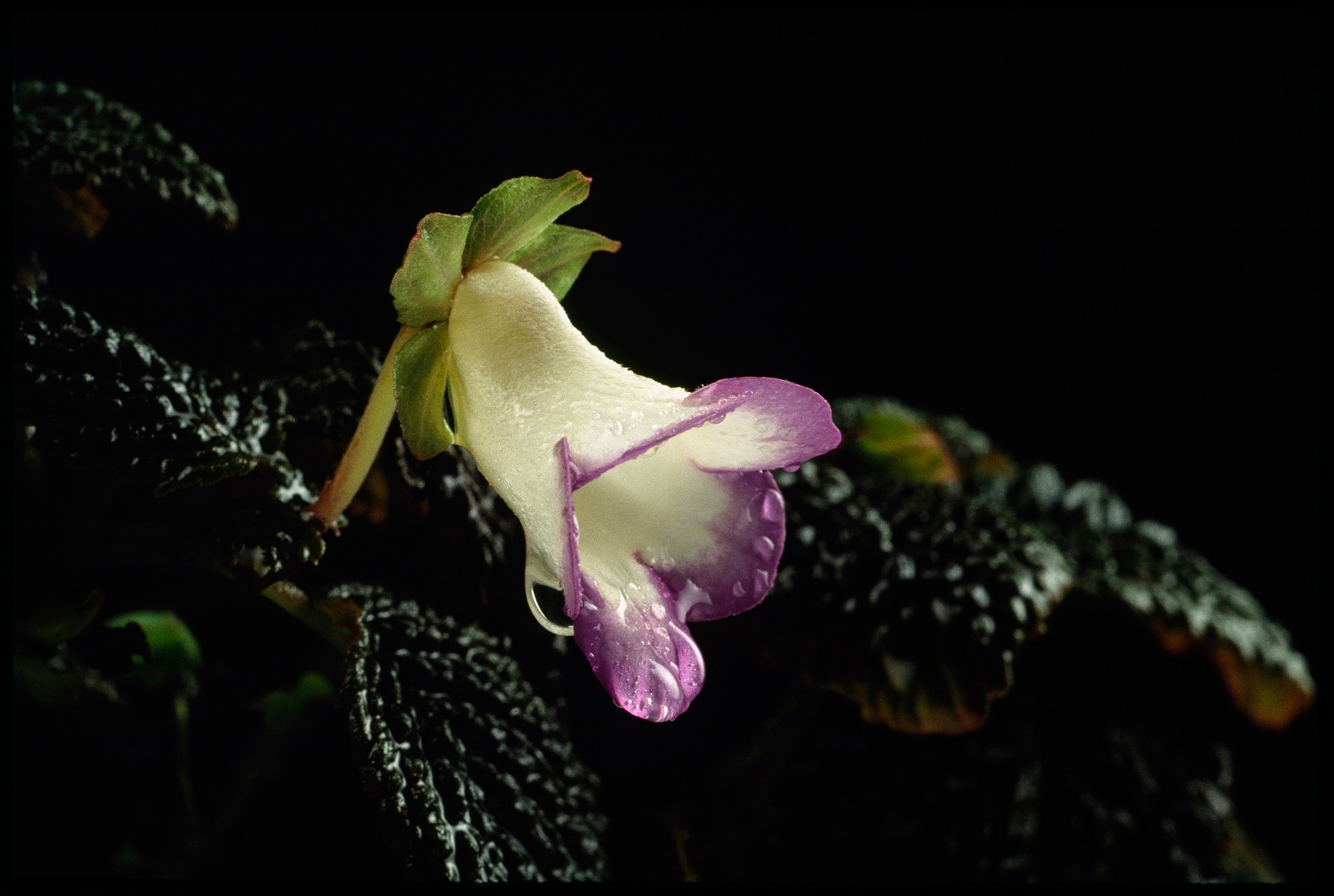 This flower, Gloxinia dodsonii, was discovered by Cal Dodson.