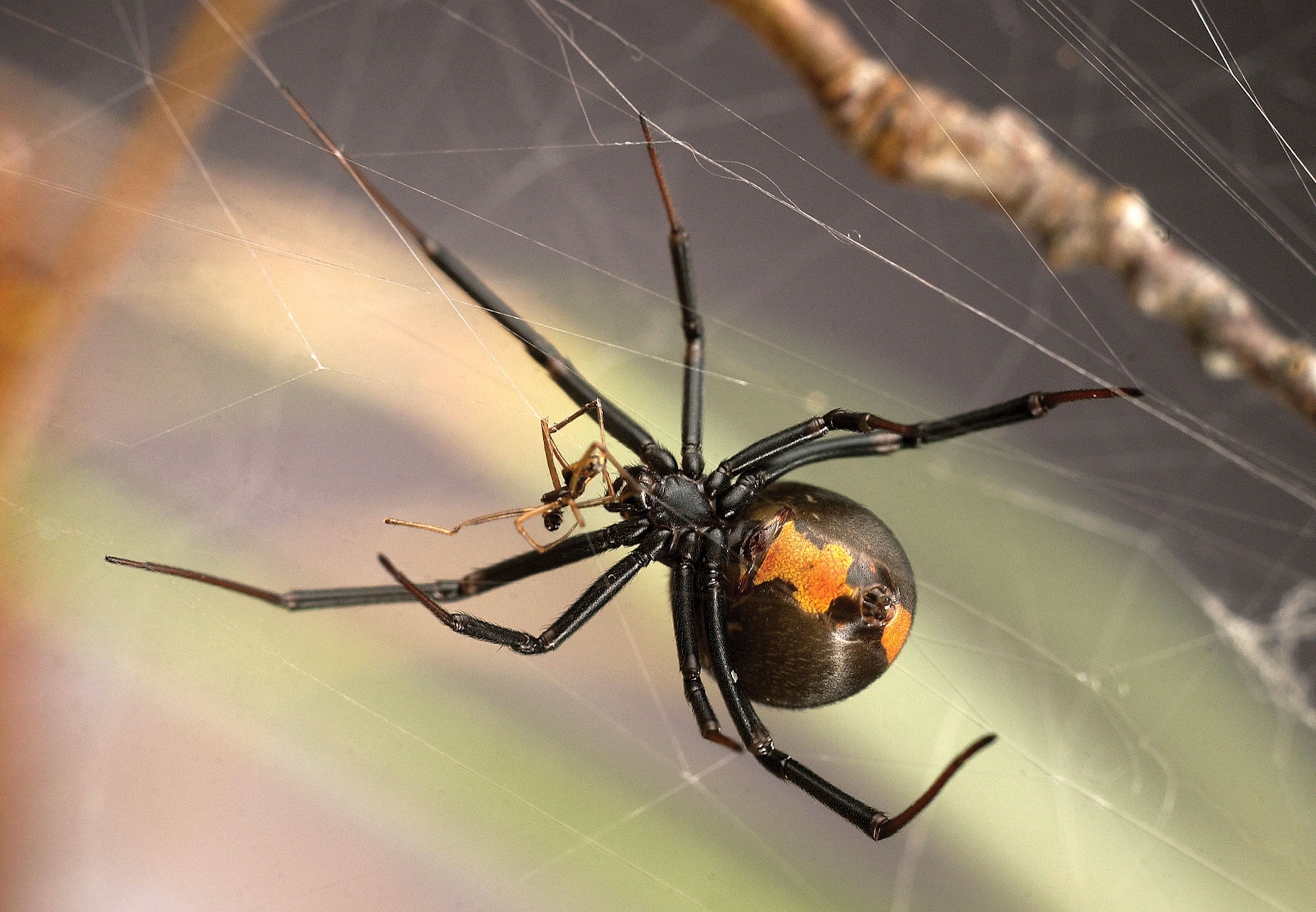 How Male Widow Spiders Avoid Being Cannibalized During pic