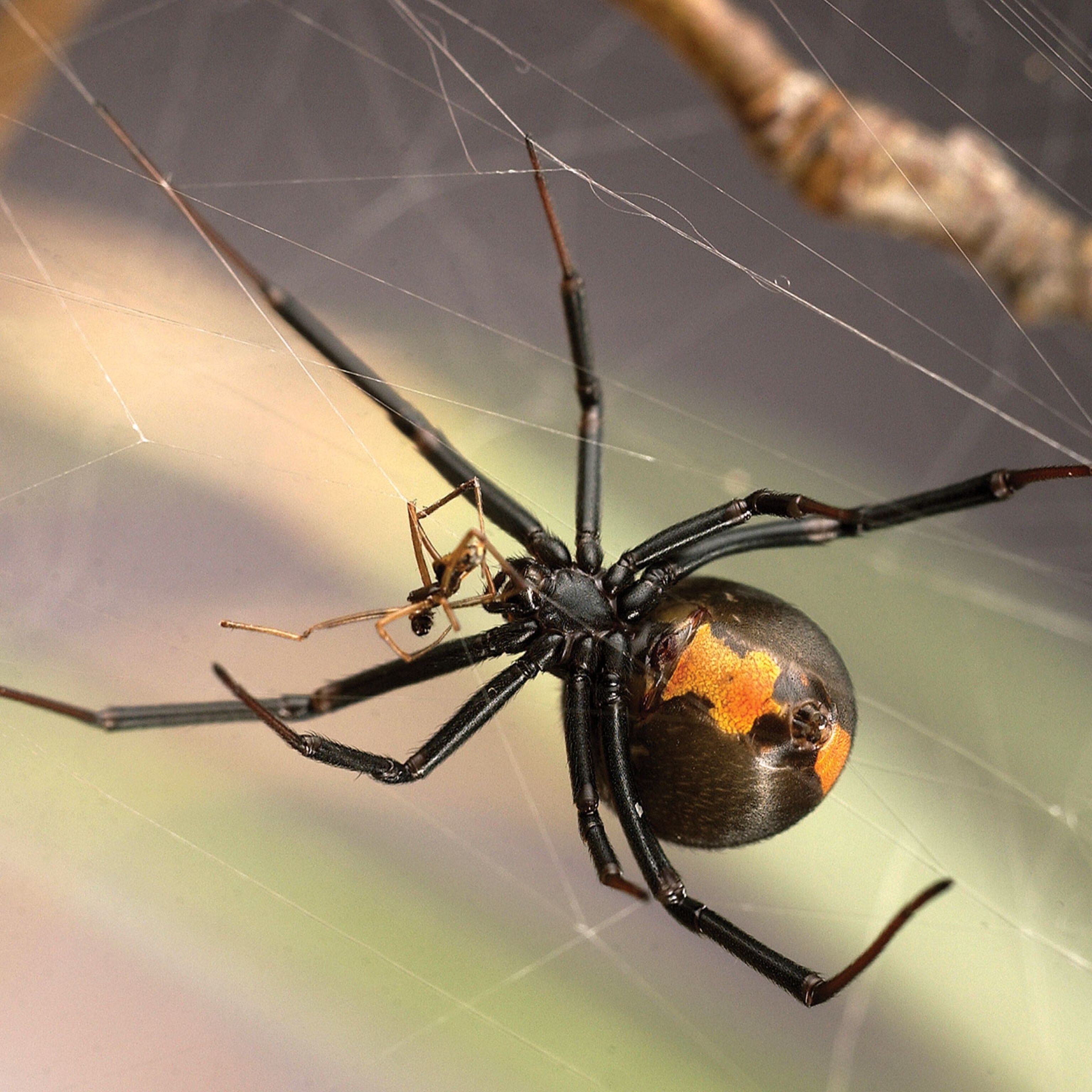 How Male Widow Spiders Avoid Being