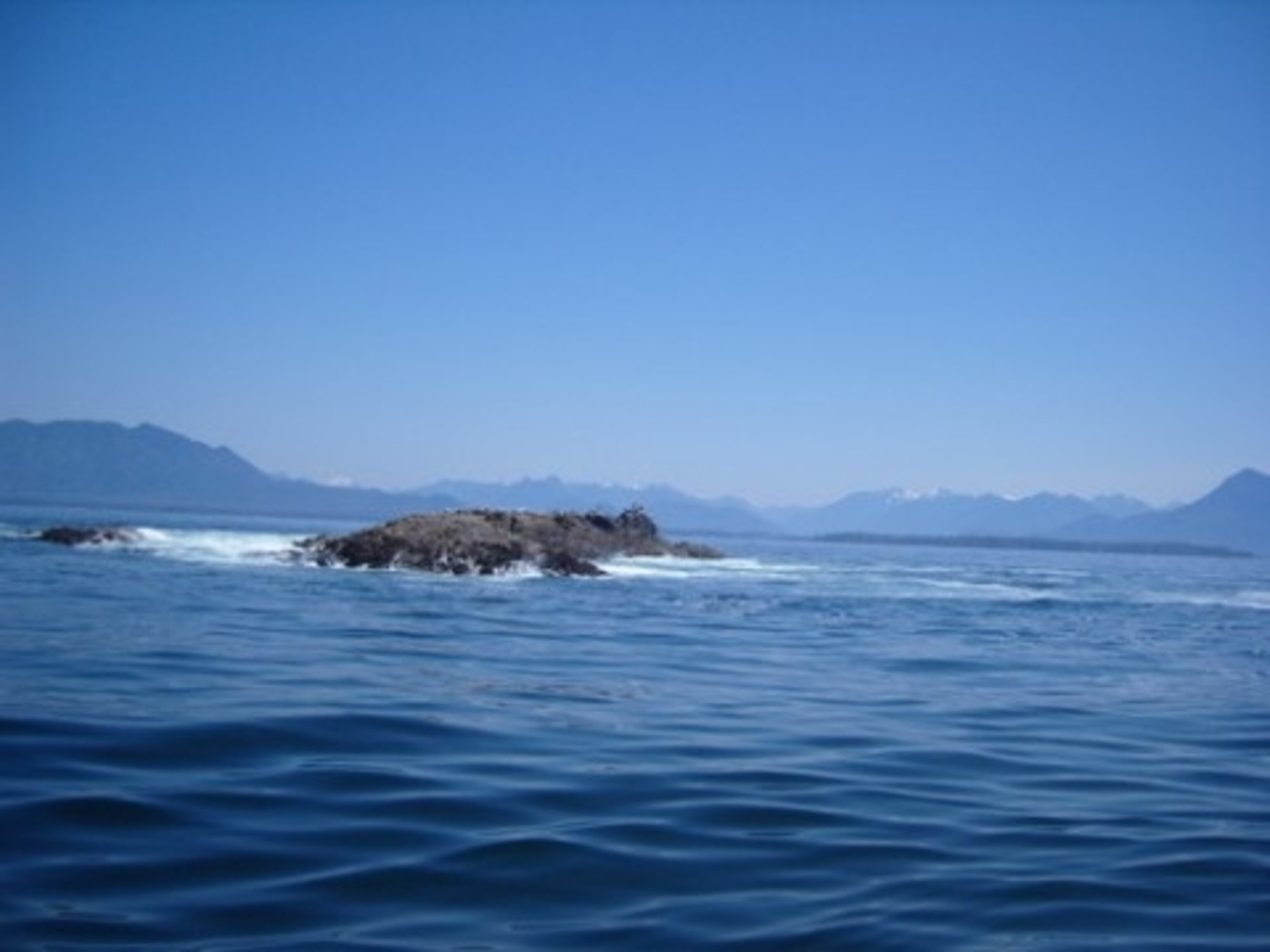 pelicans with snow.jpg