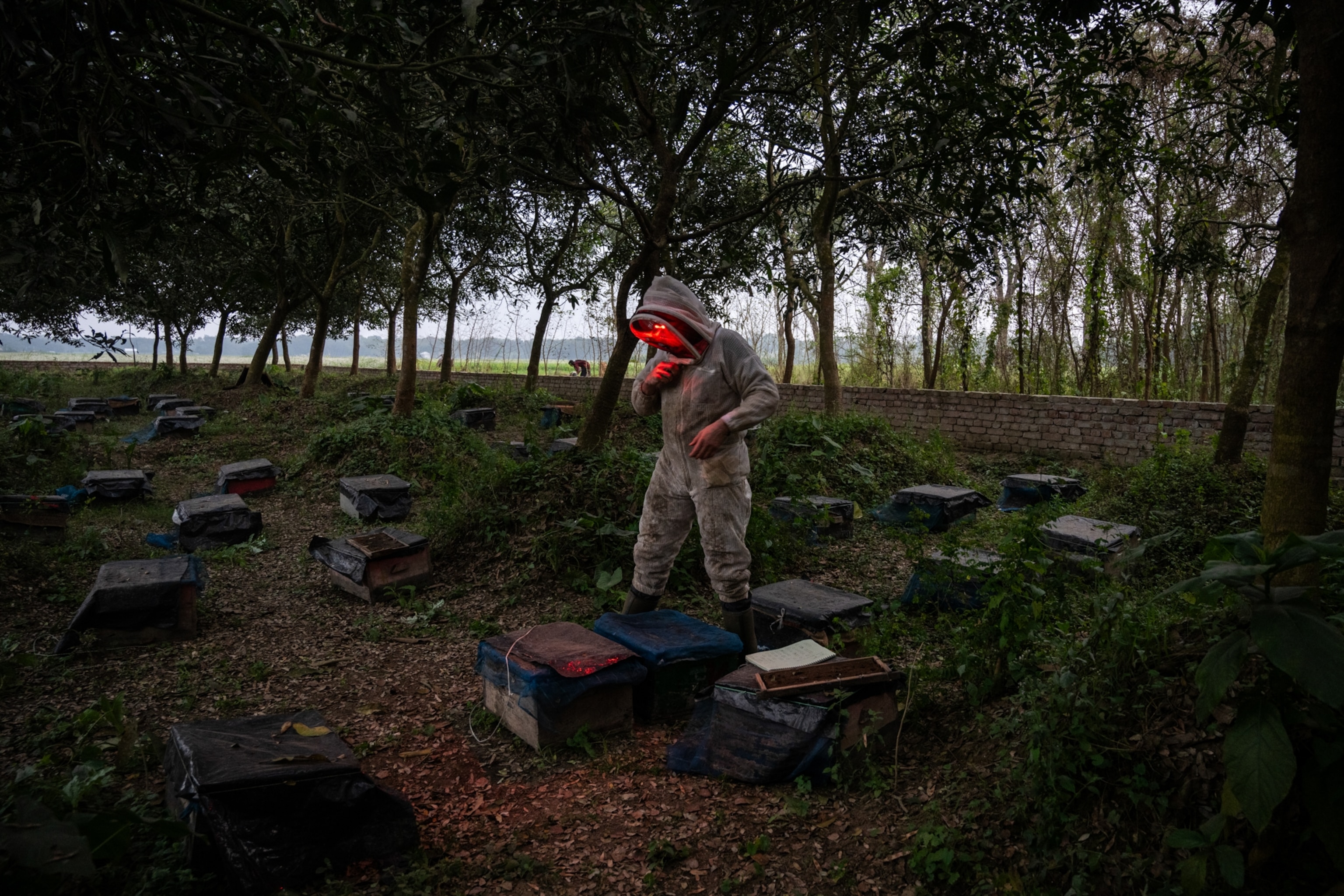A researcher conducts inspection at an apiary in Bangladesh.