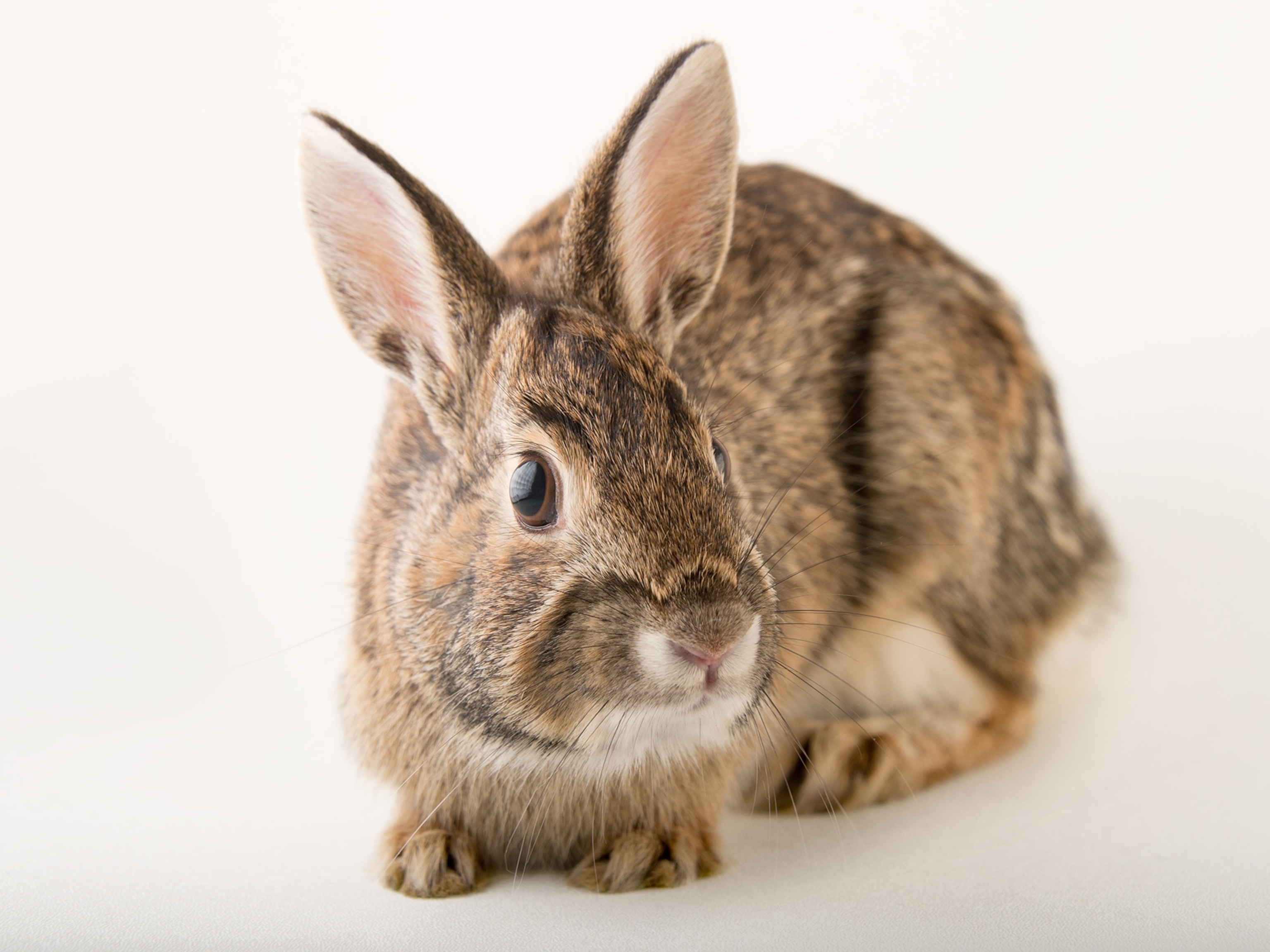 Cottontail Rabbit Habitat