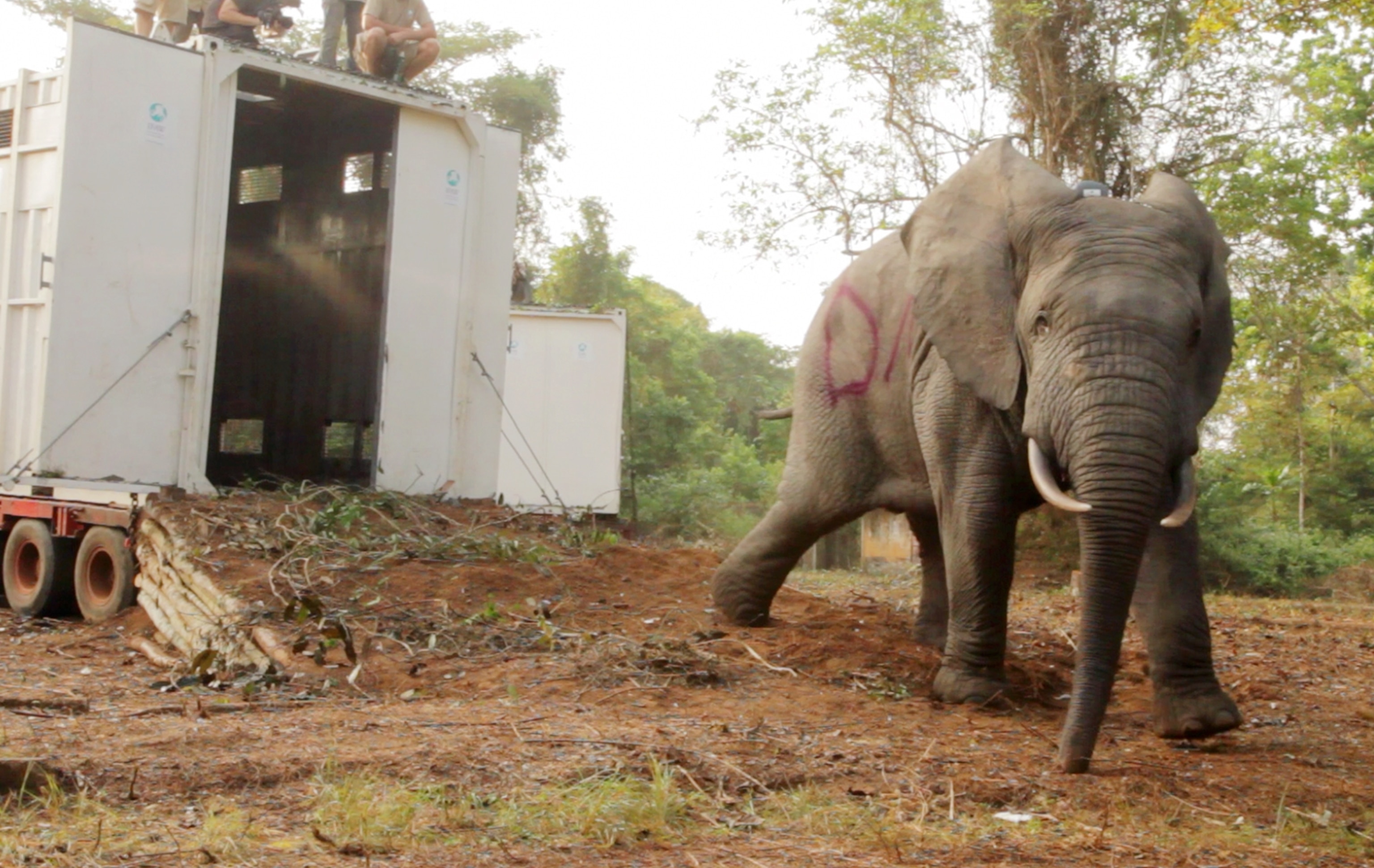 an elephant in a truck.