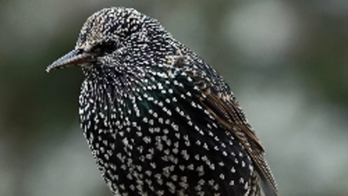Speak, Starling