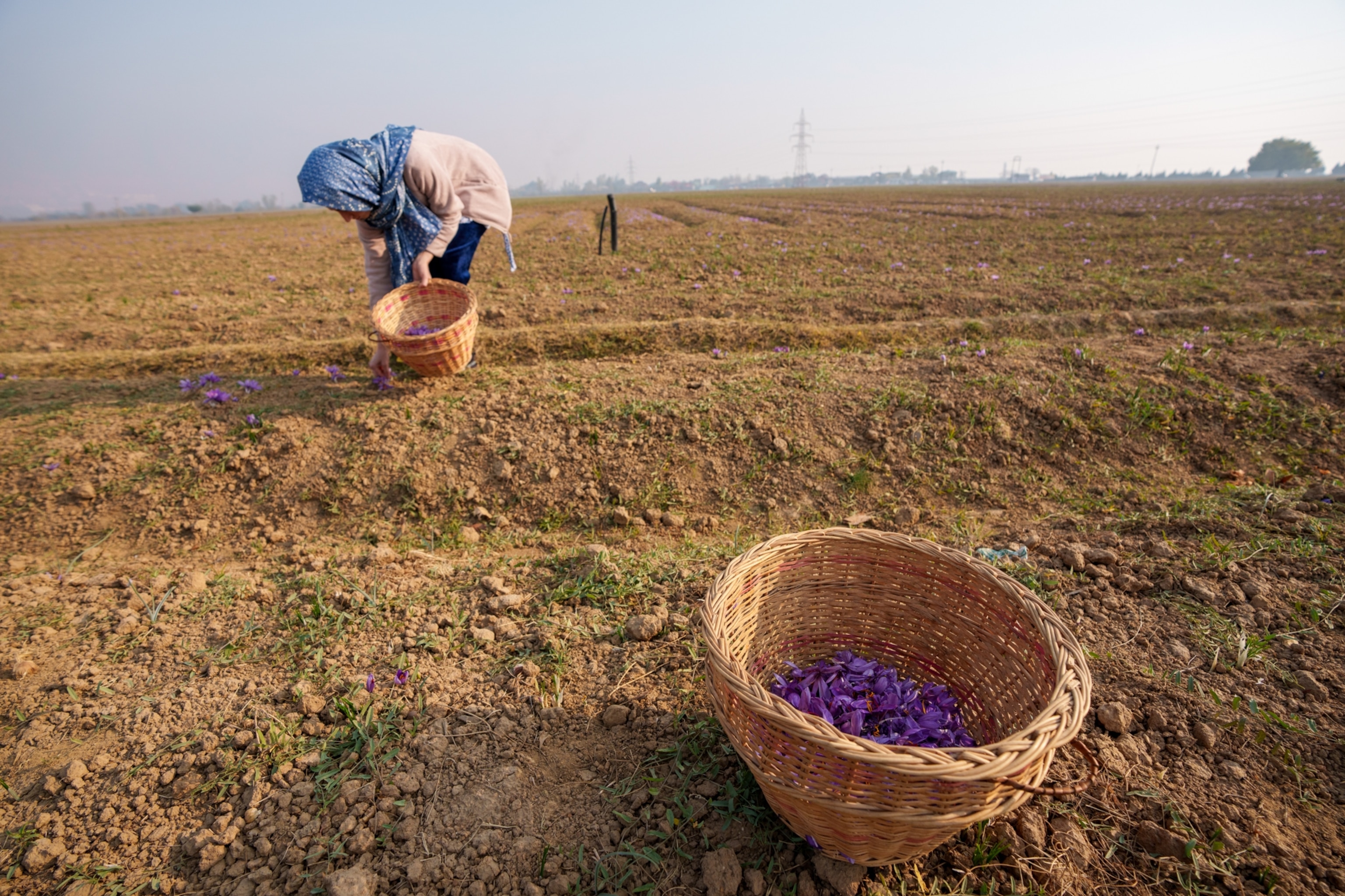 A woman bends down picking flowers.