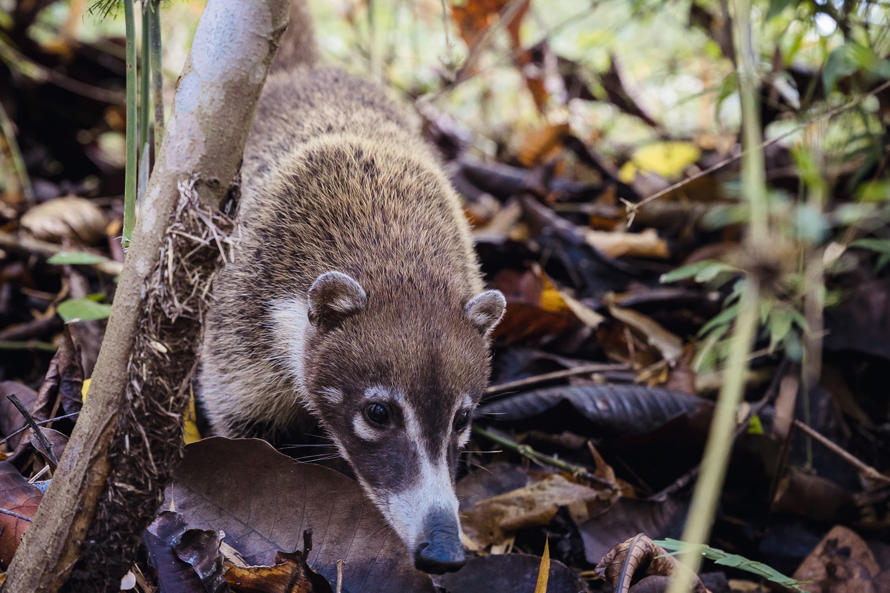 a white-nosed coati in the forest of parque metropolitano in panama city