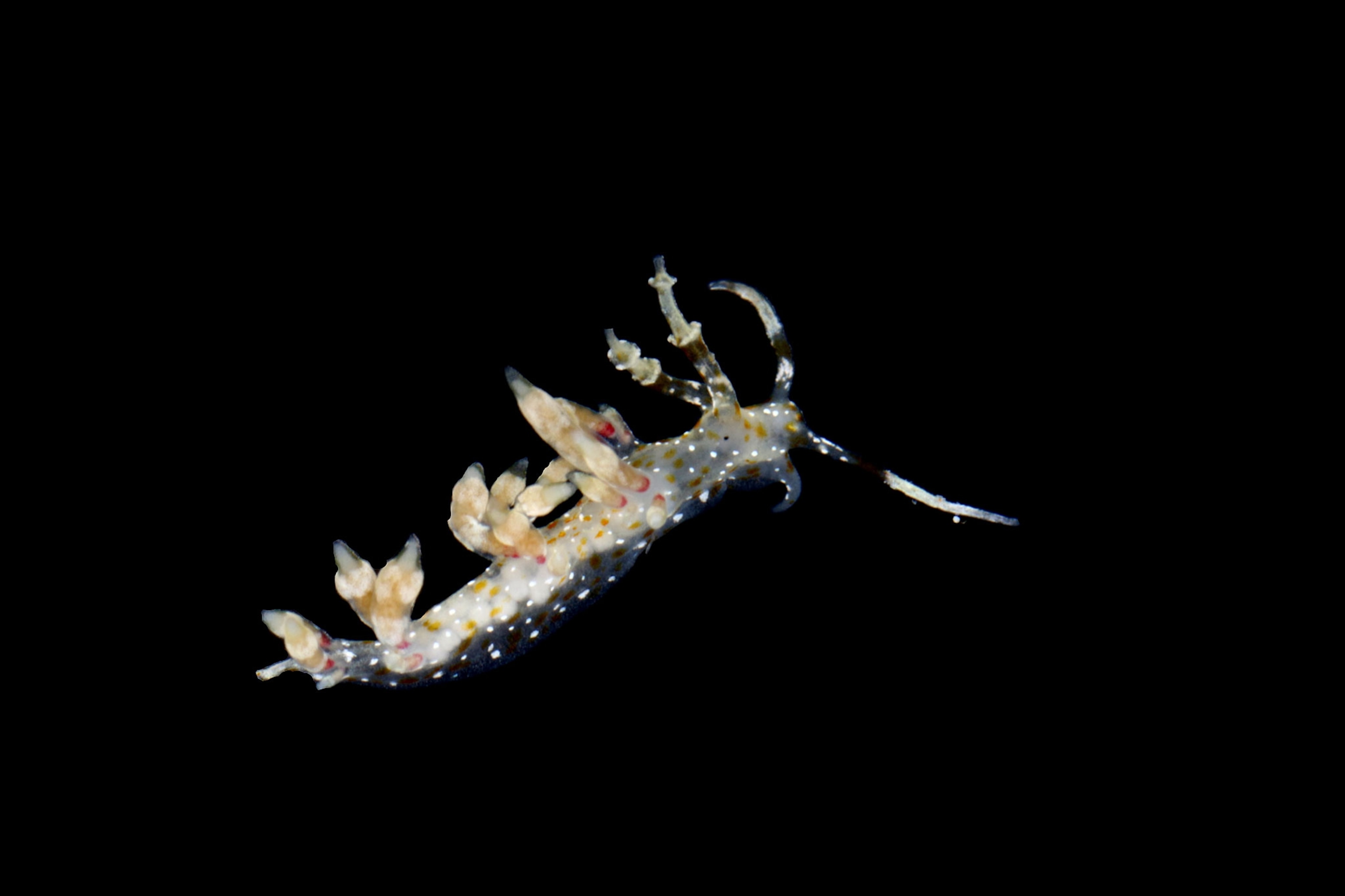 New species in the genus Cratena