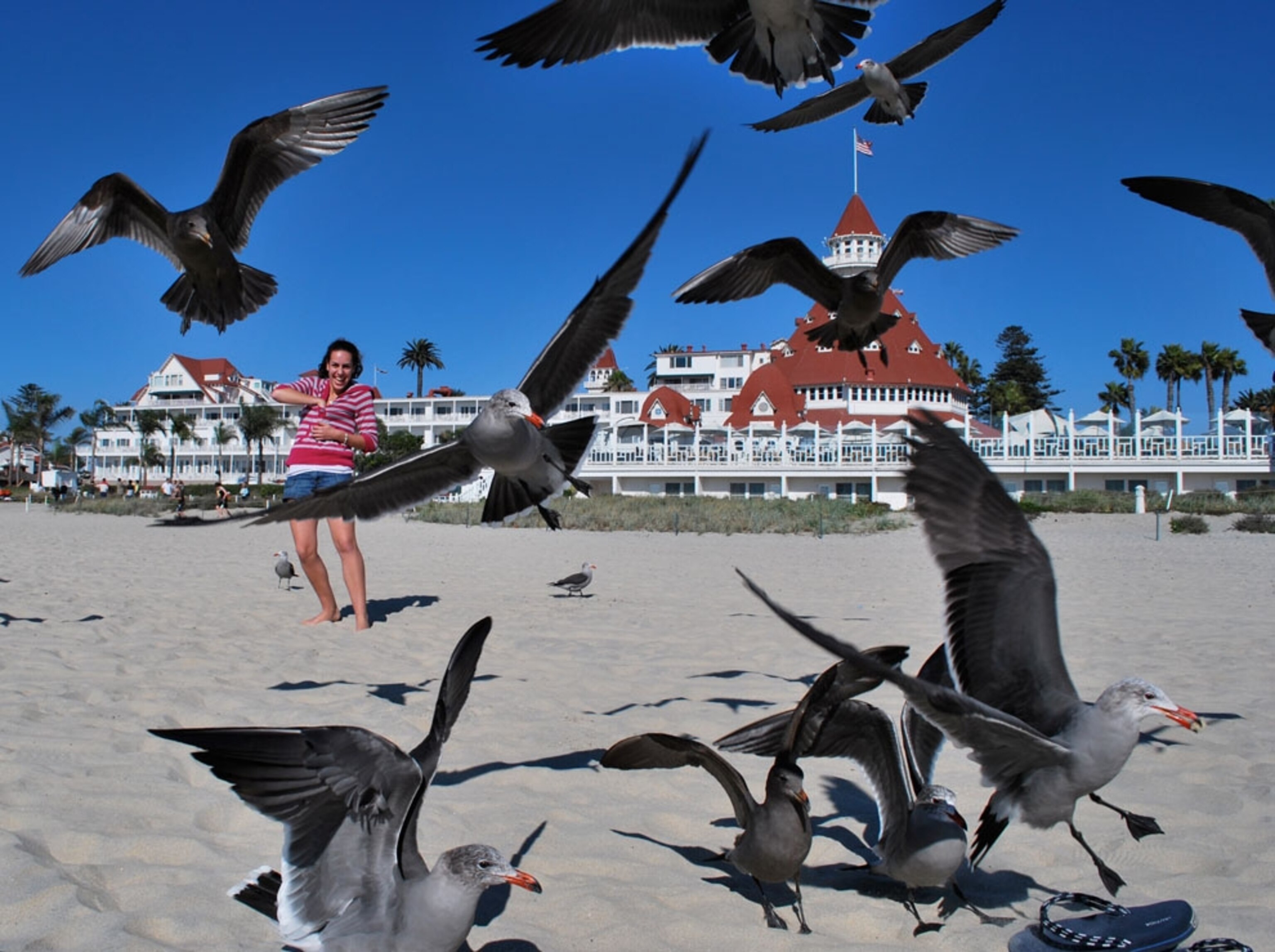 Girl feeds a few seagulls at the Coronado Hotel in San Diego