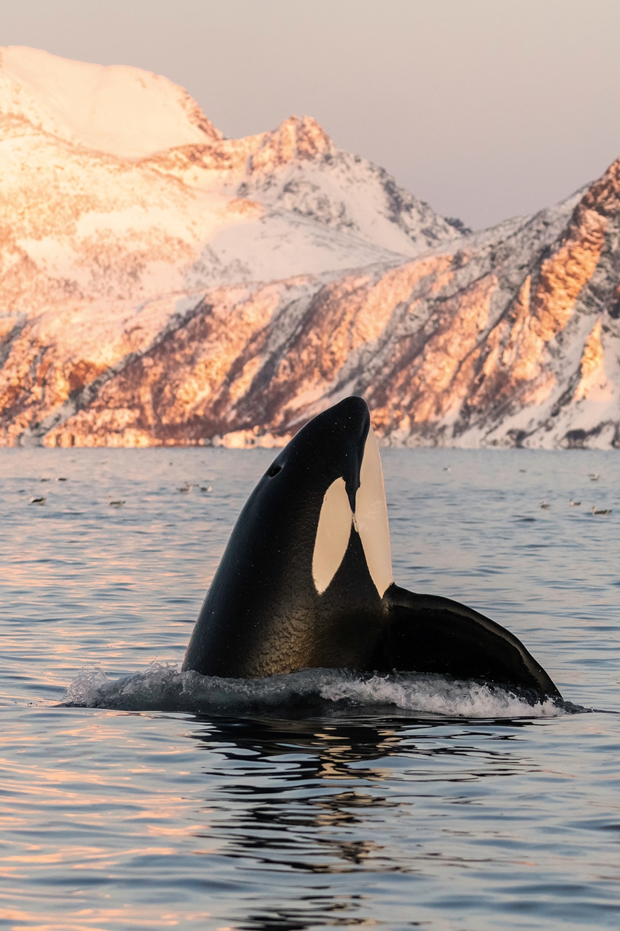 An Orca dipping out of water as the sun sets behind.