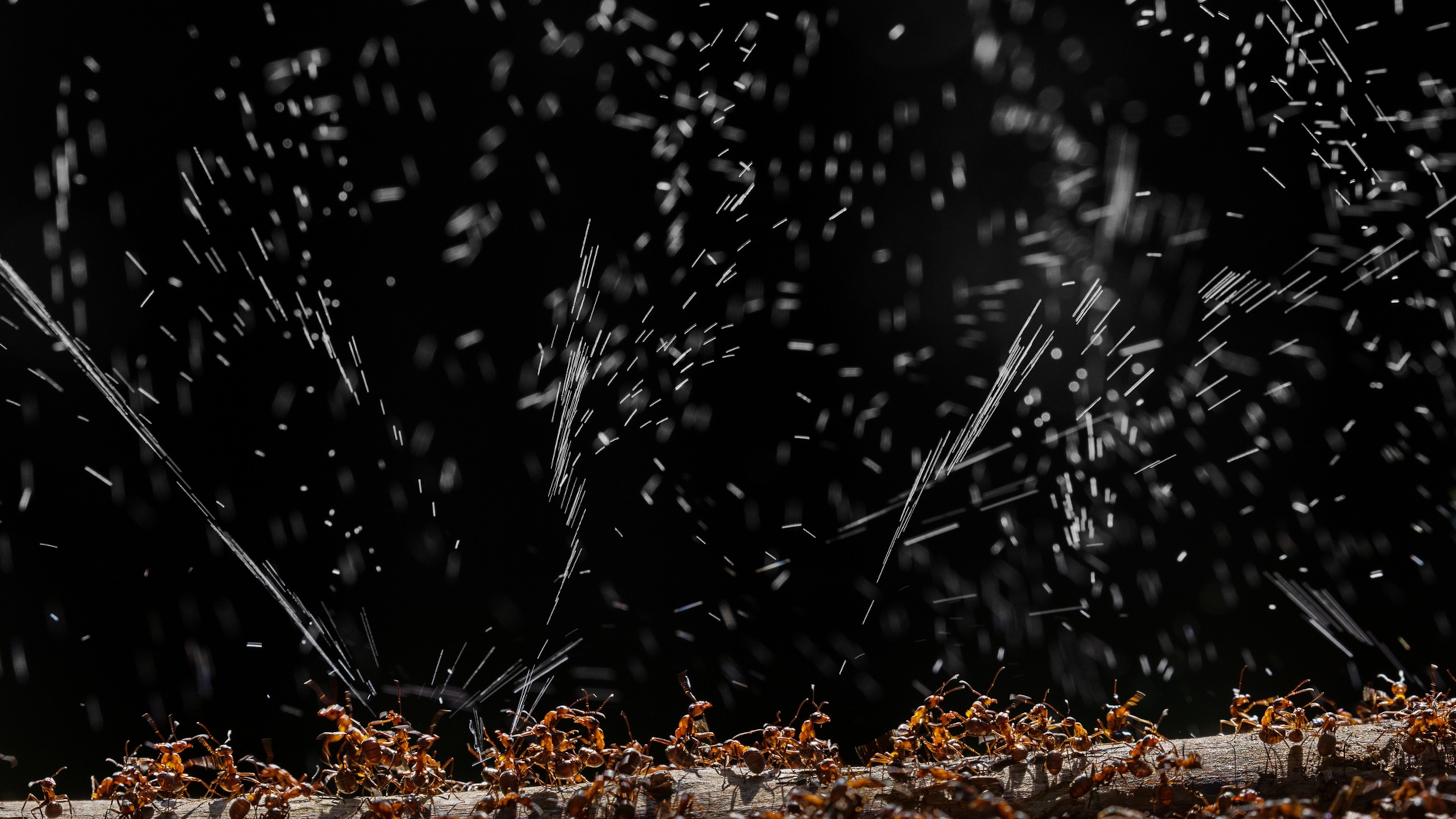 These ants are saving our forests—by spraying acid everywhere