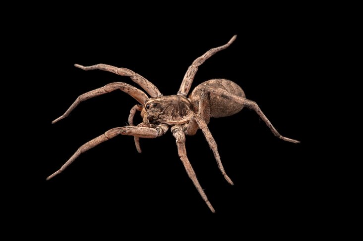 <p>Carolina wolf spiders are the largest of the wolf spiders. They're quite hairy and very fast.</p>
