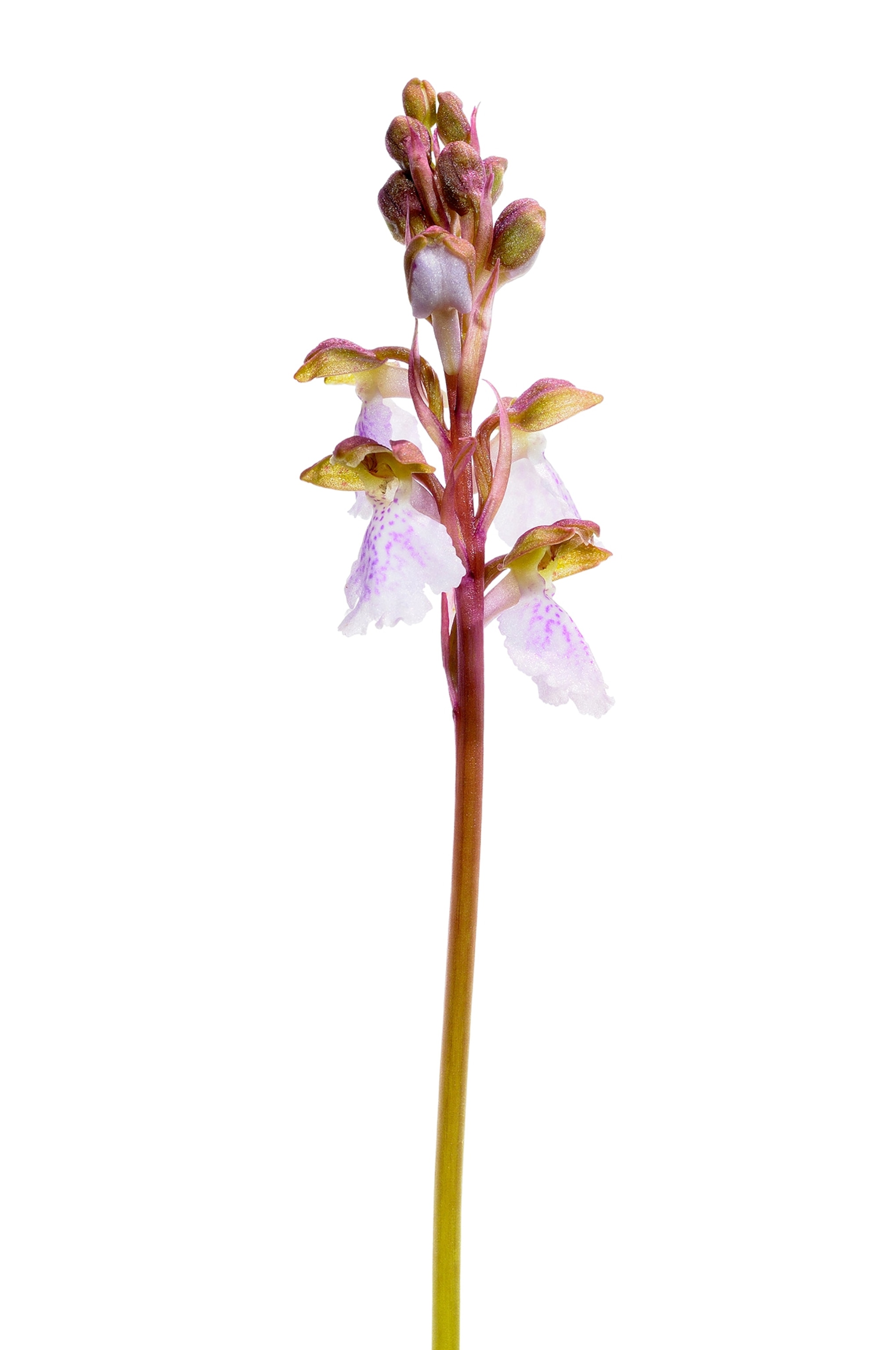 orchis cazorlensis