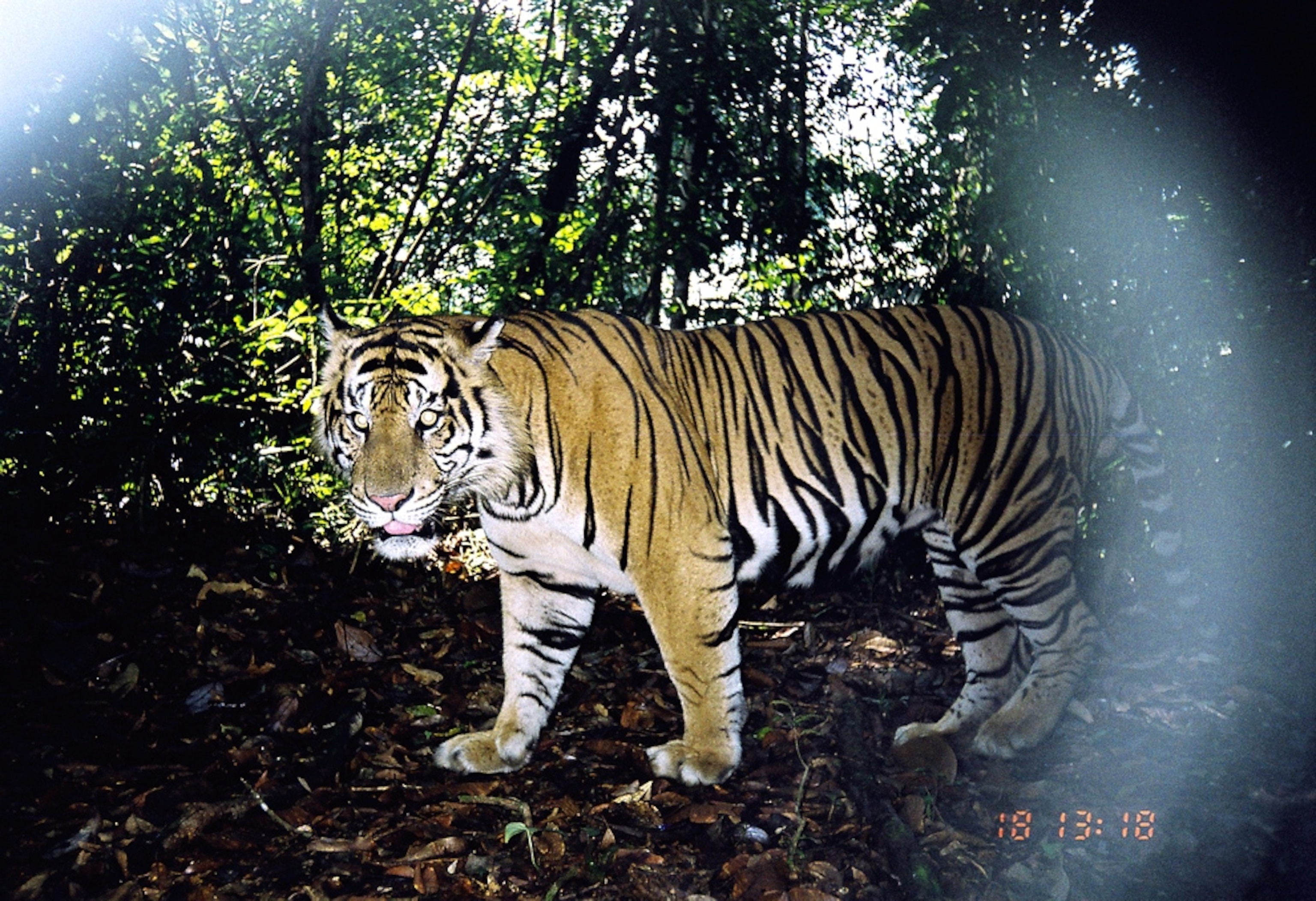 A Sumatran tiger caught in a camera trap in Kerinci Seblat National Park.