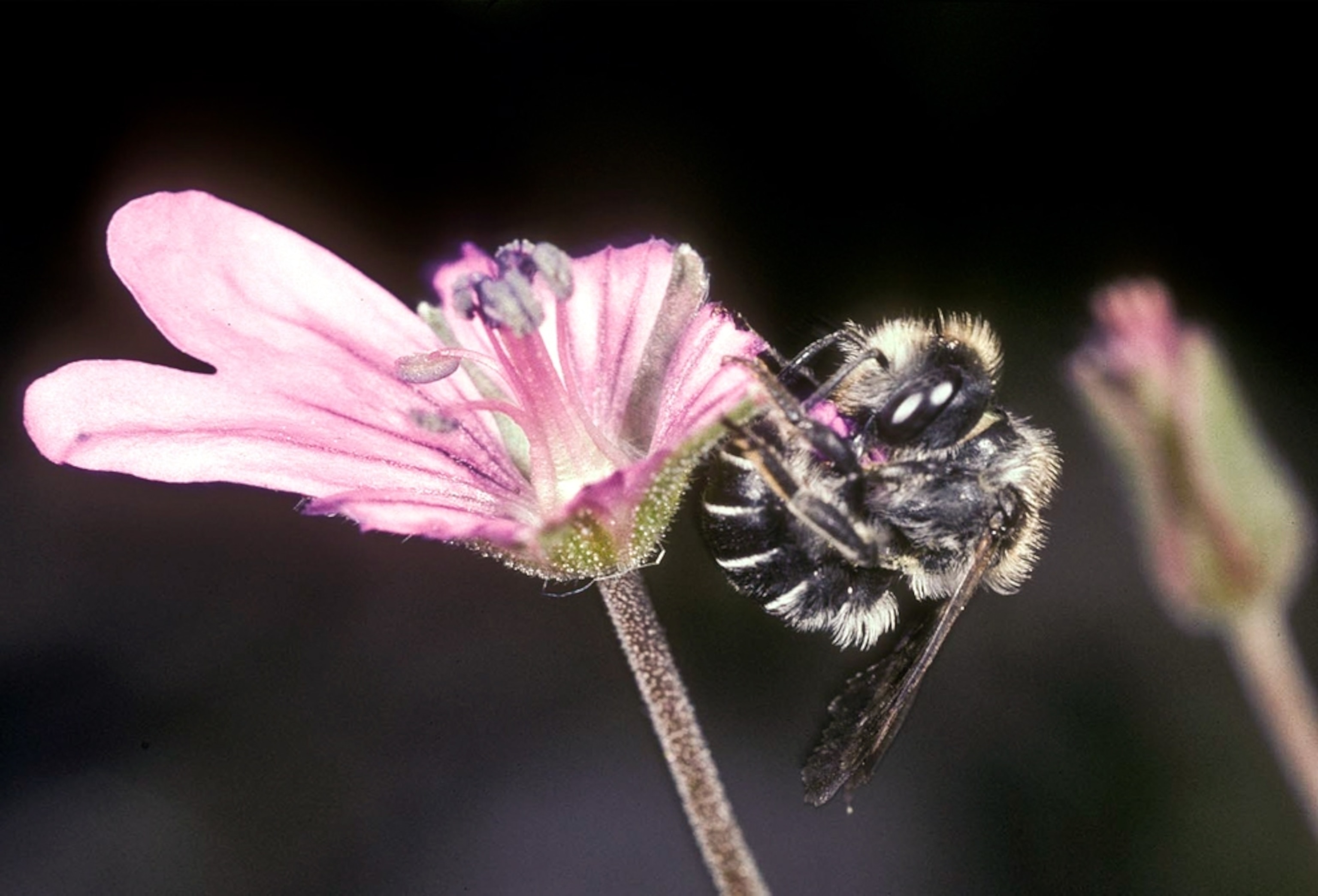 A picture of a bee picking a flower petal.