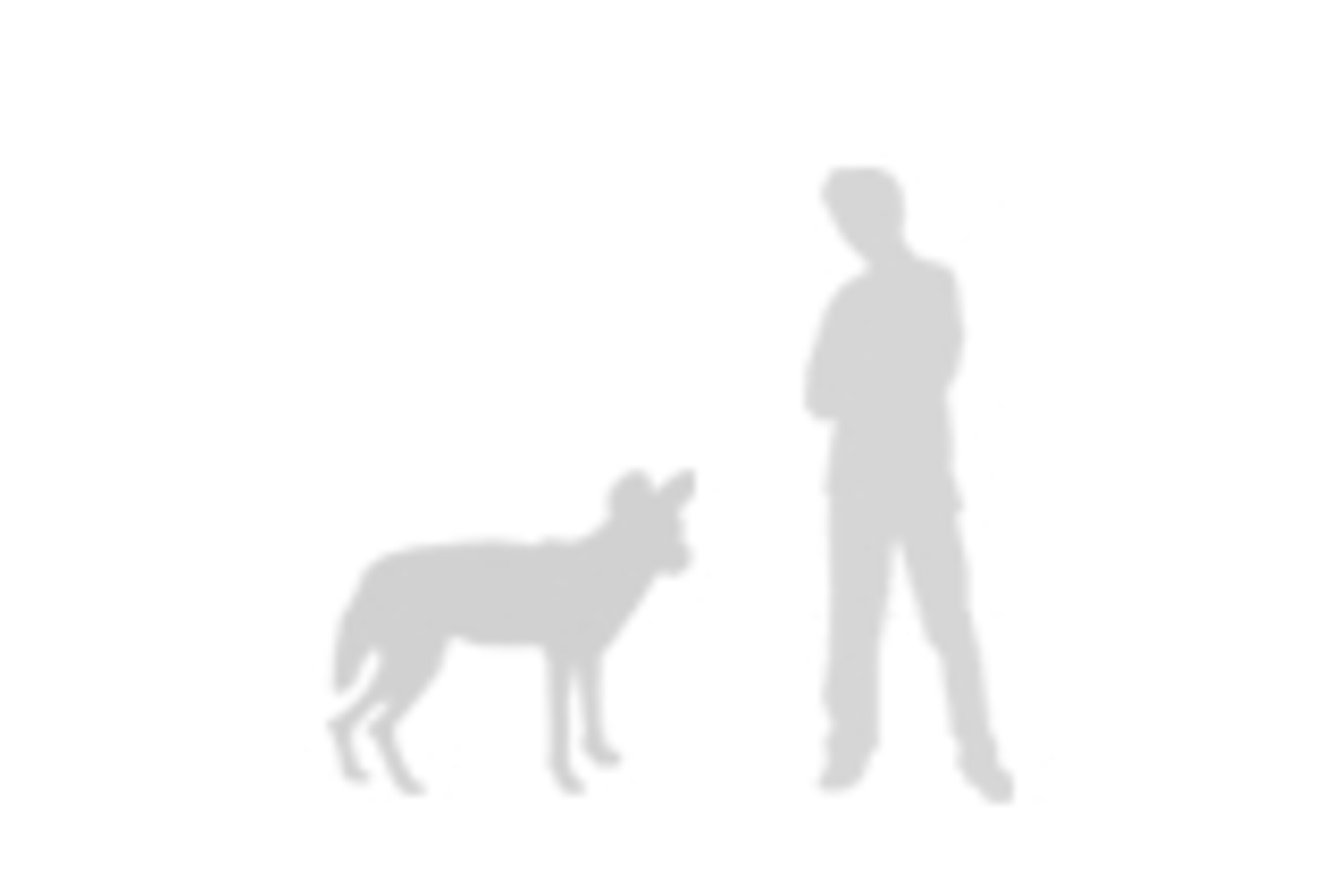 African wild dog, facts and photos
