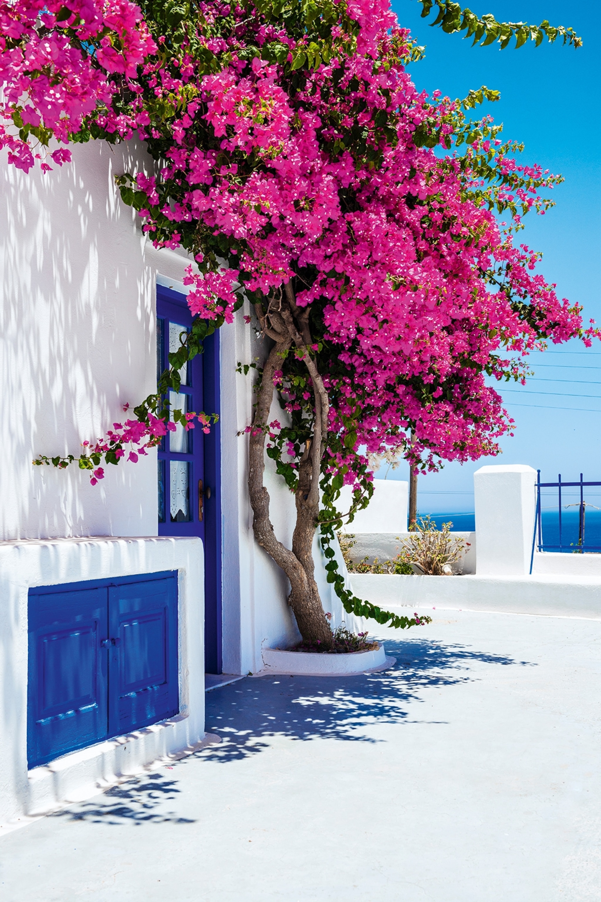 A cycladic house in Greece with a flower bush growing in the front.