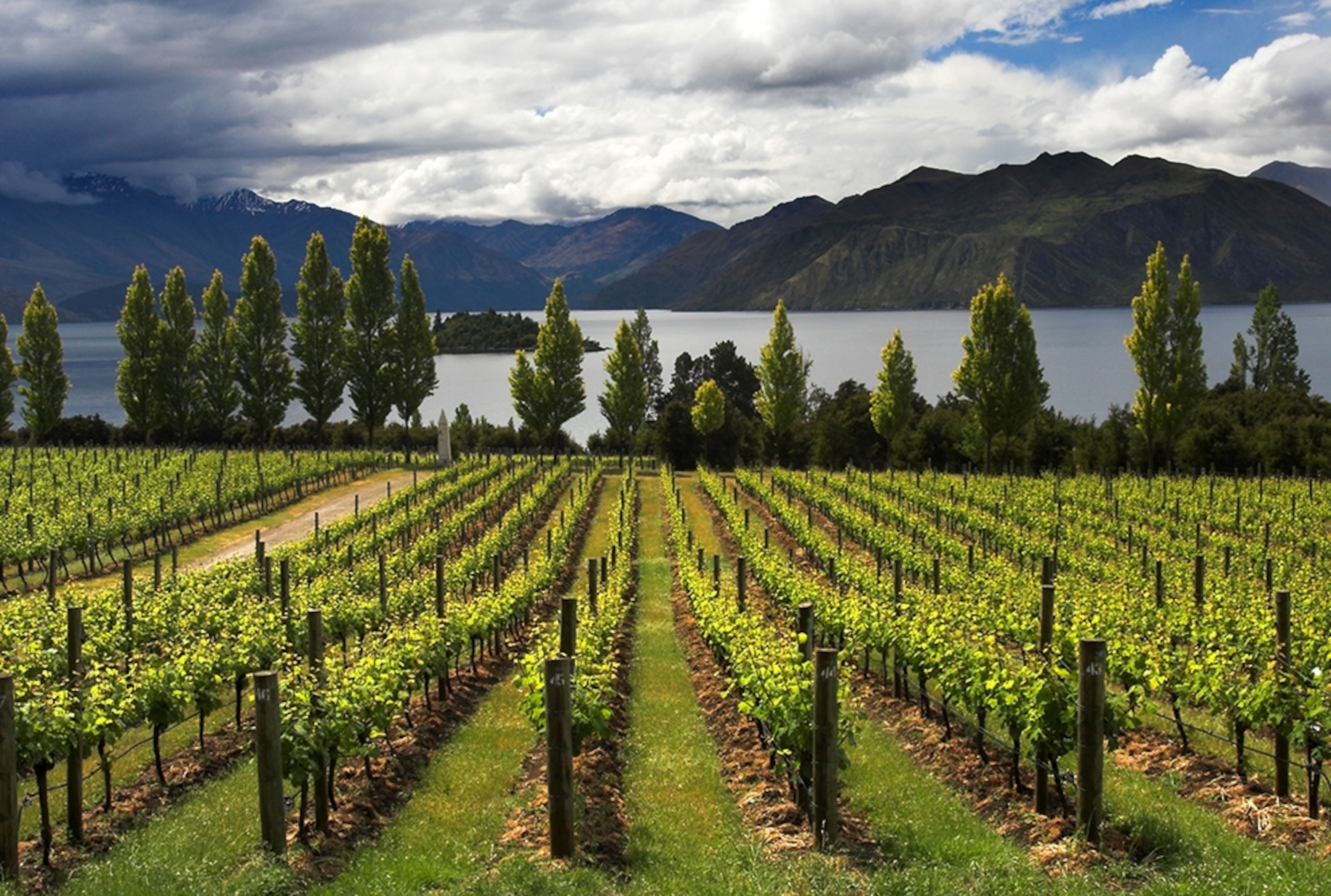 a vineyard at Lake Wanaka with mountains in background