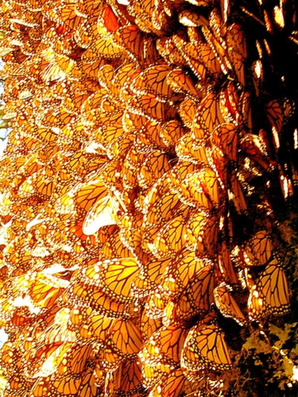 Mexico Works to Protect Monarch Migration