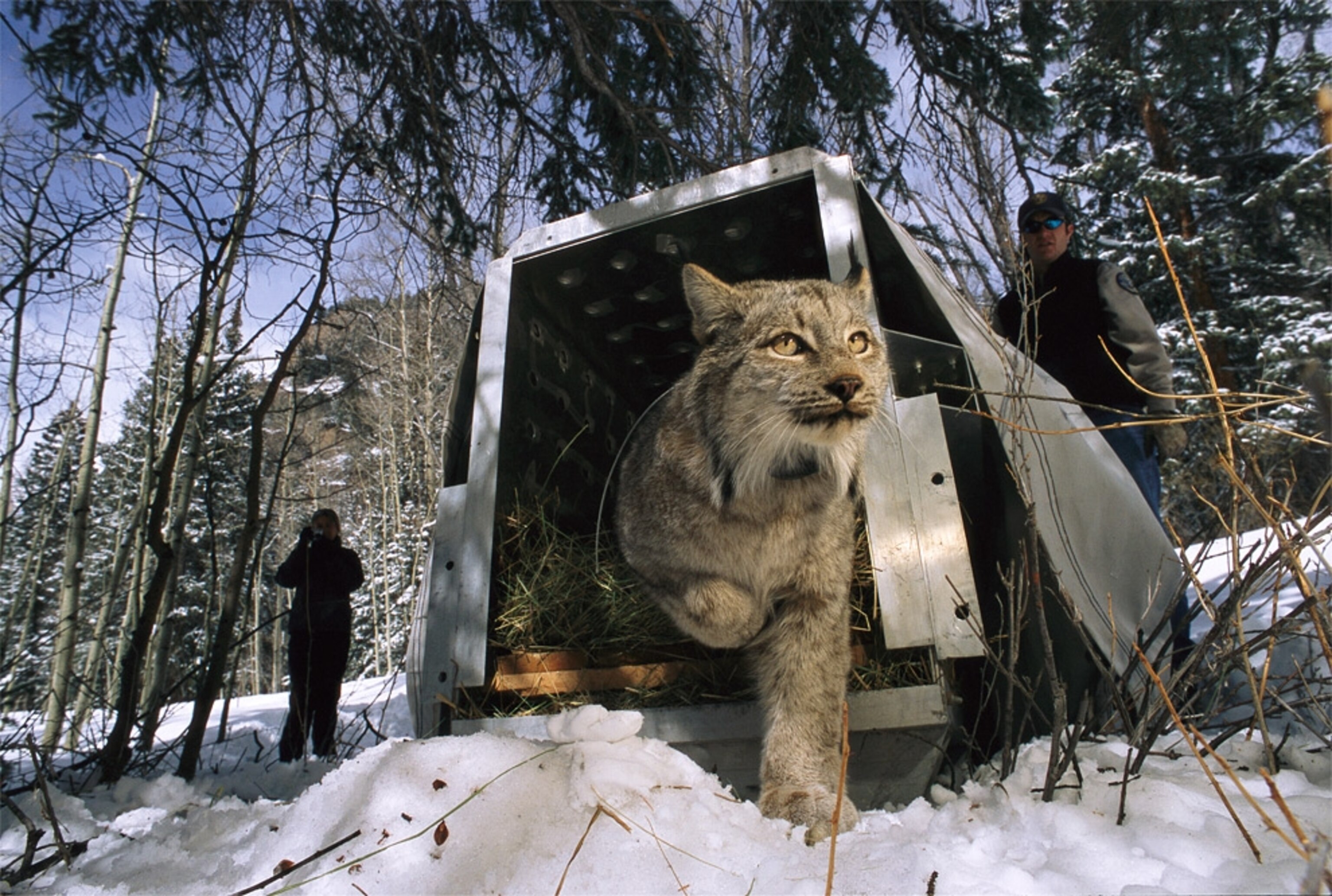 Canada lynx